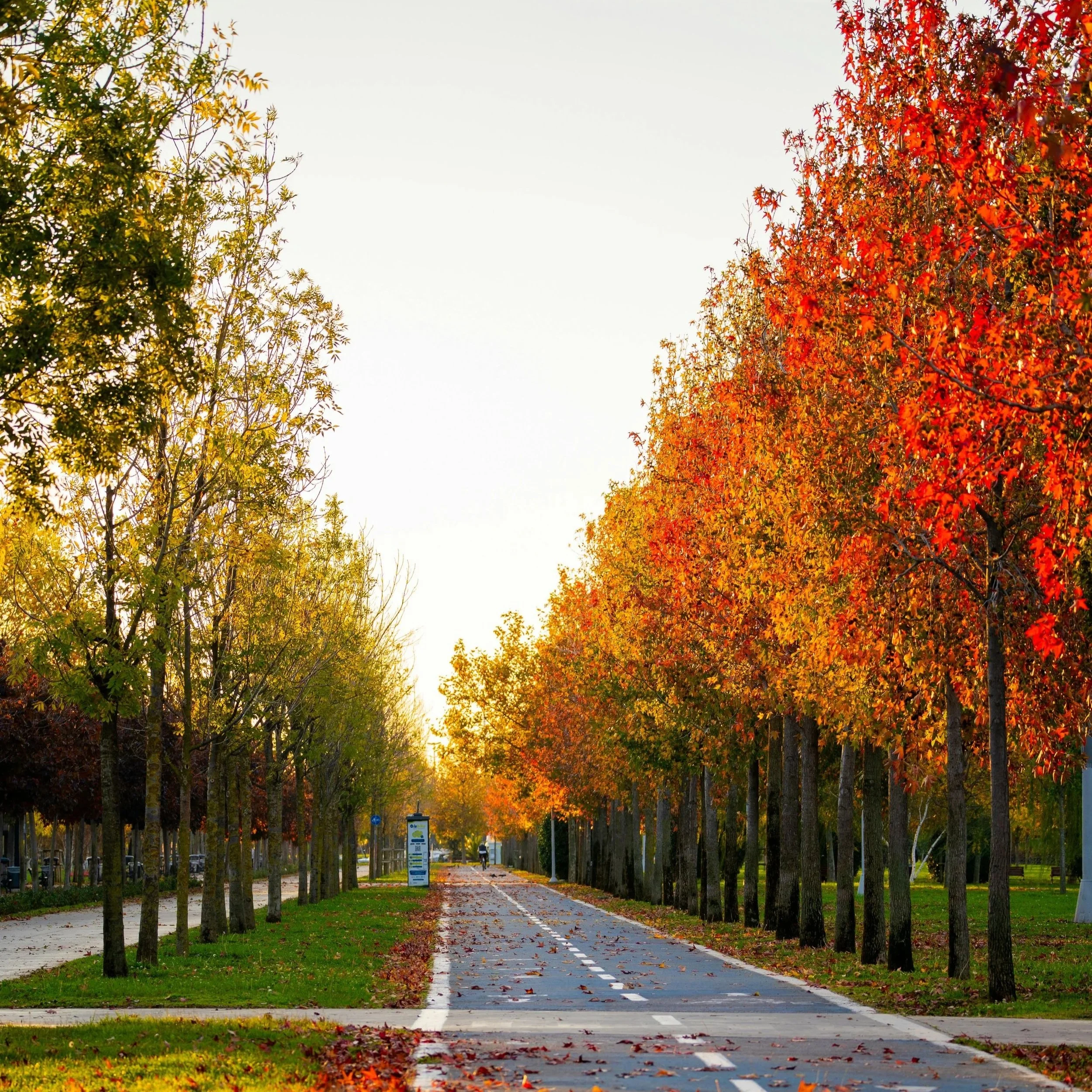 A tree-lined street in autumn with colorful fall leaves on the trees and scattered on the ground, sun shining through the trees, street signs, and a cyclist in the distance.