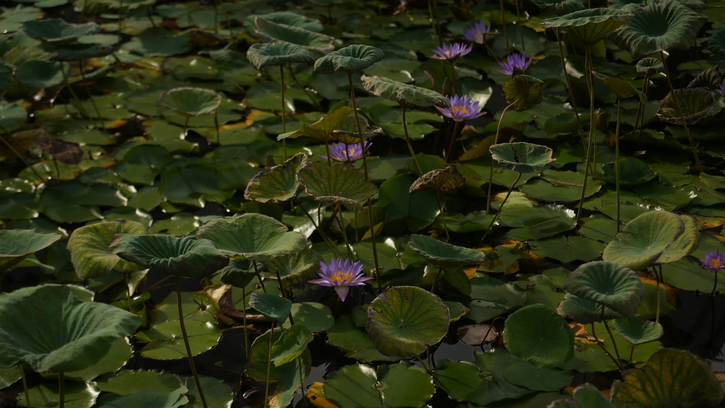 DSC08226.JPG