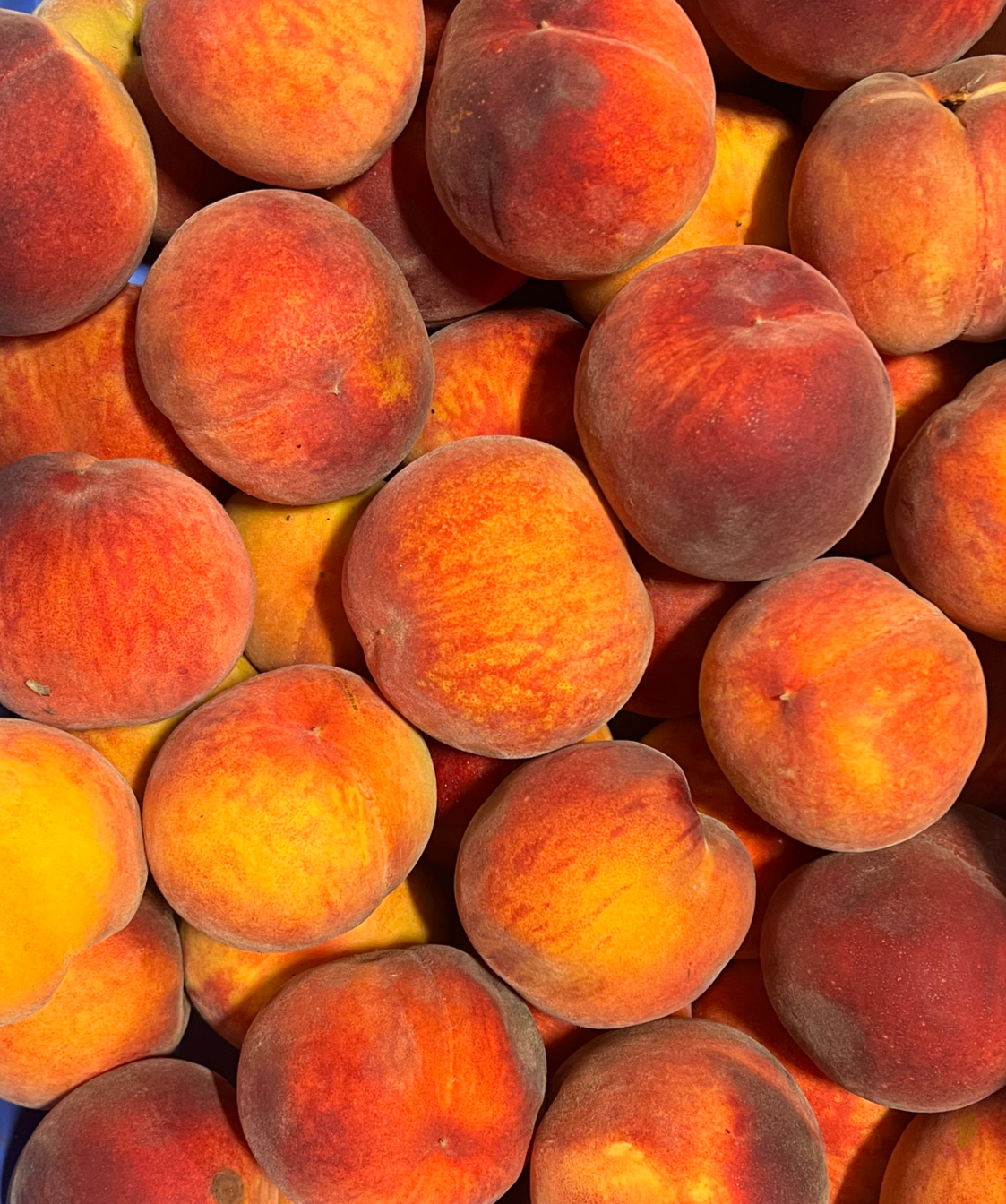 A blue plastic crate filled with ripe peaches.