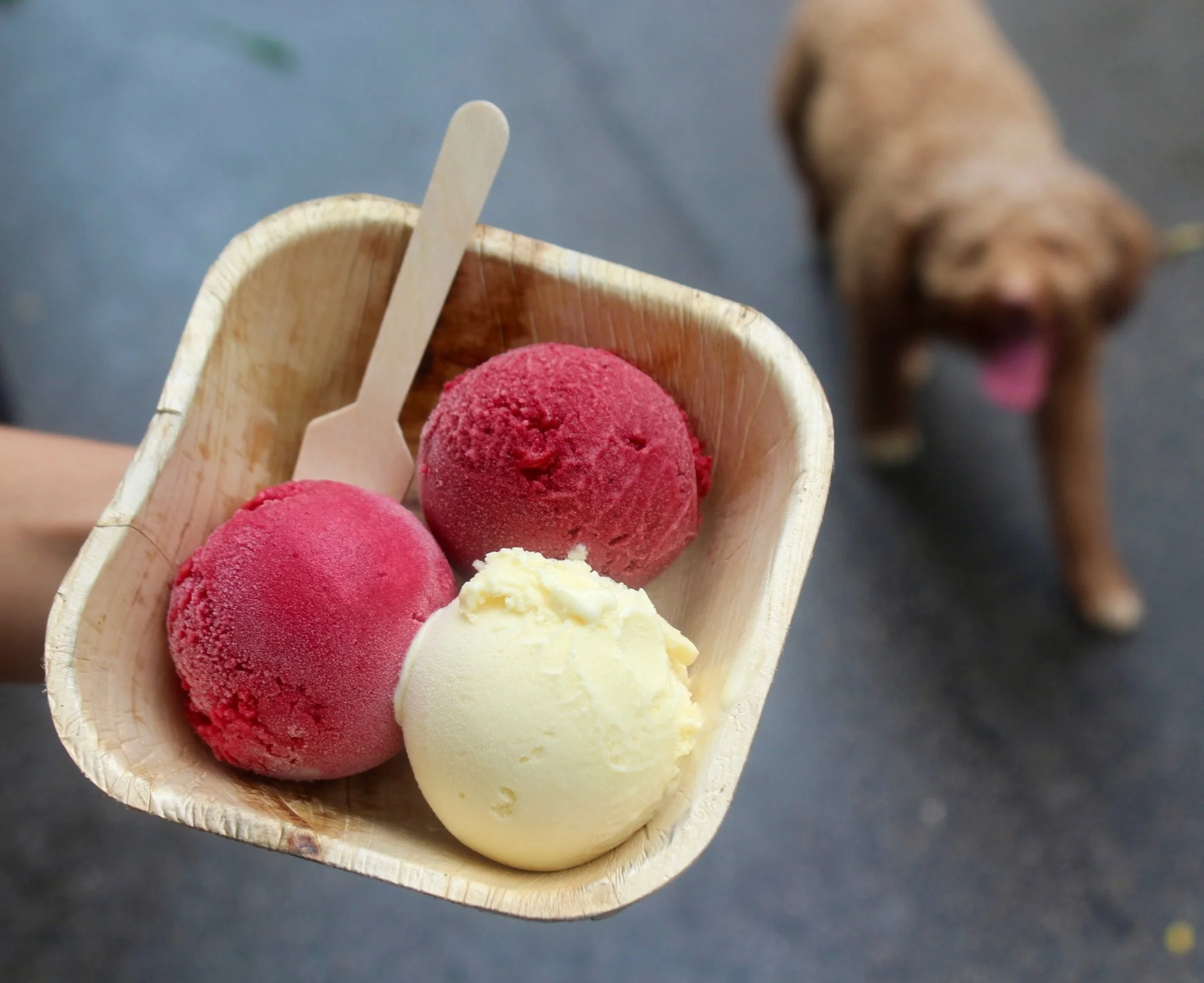 Try our tasteful trio, a simple way to try everything you love 💚

Featured Flavors:
Raspberry Sorbet
Blackberry Sorbet
Kilgus Custard

#chicagodesserts #westloopdogs