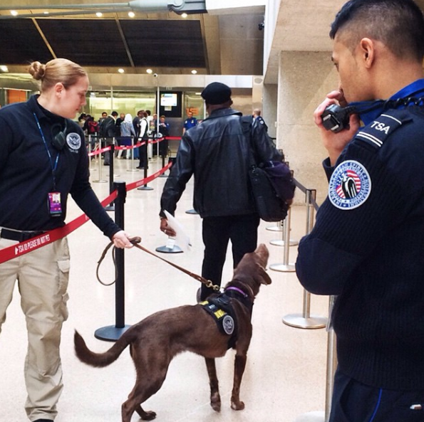 A TSA agent demonstrating a trained detection dog to an airline employee at an airport security checkpoint.
