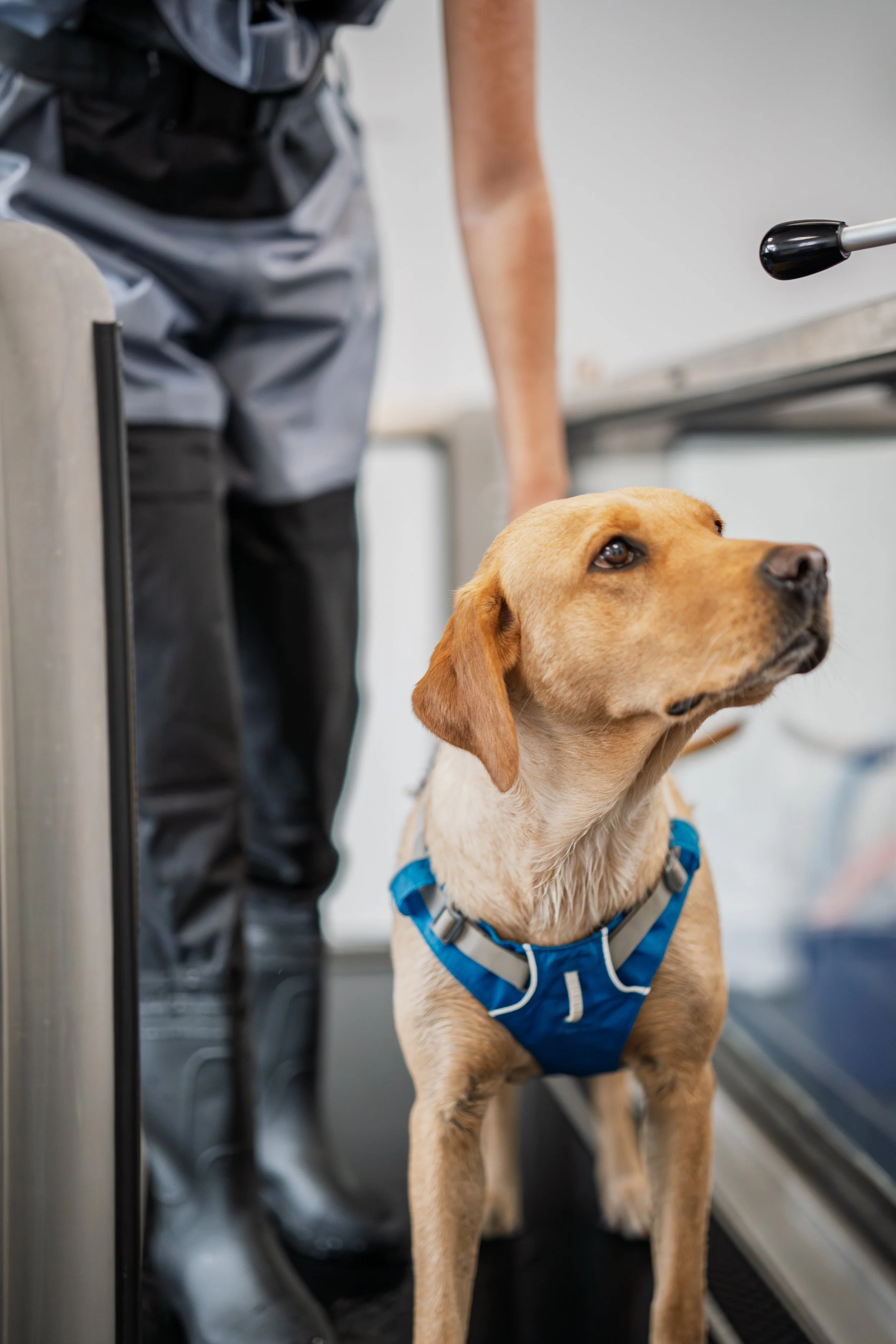 A Labrador Retriever dog wearing a blue harness inside an hydrotherapy treadmill A person in grey waders is partially visible, holding the dog. 