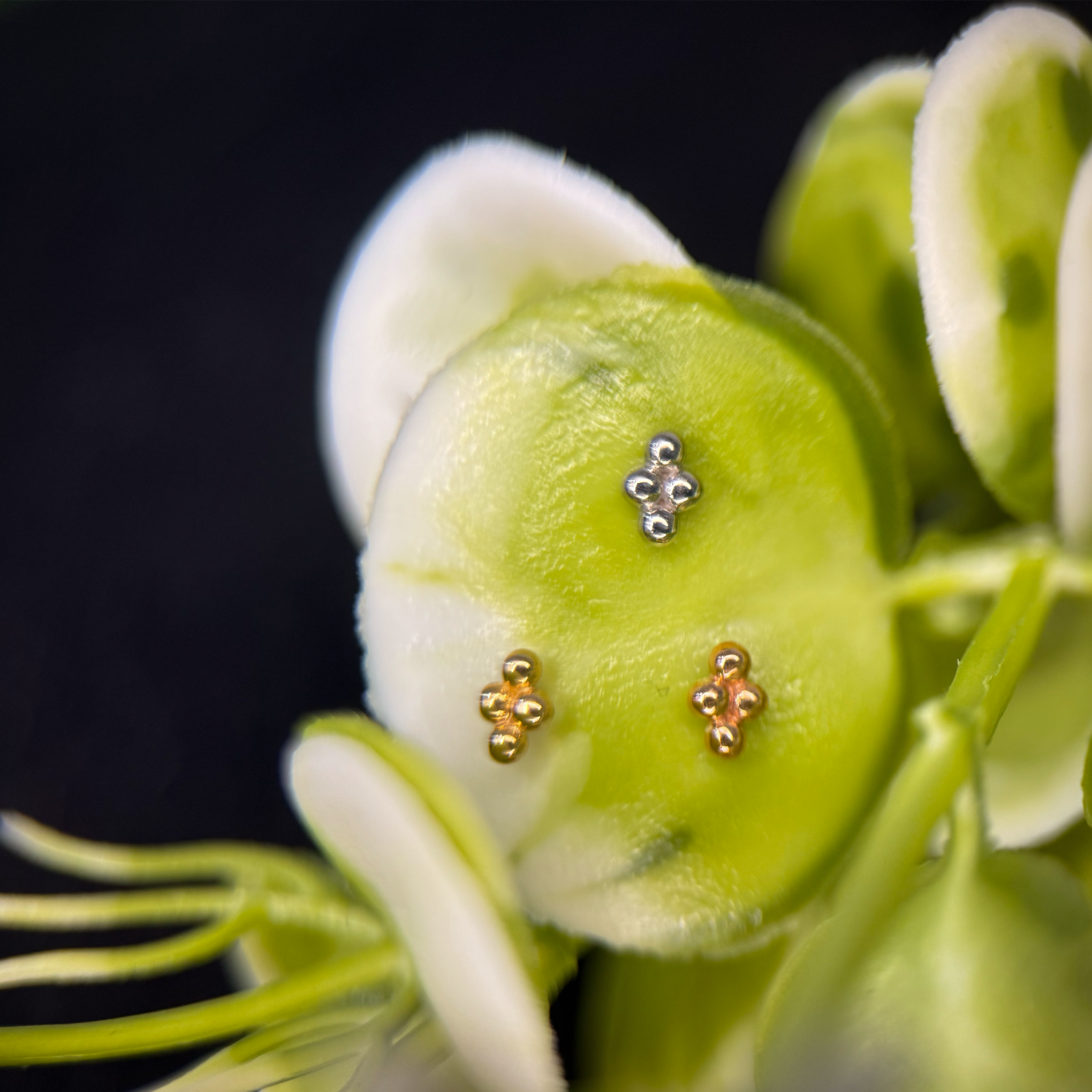 Solid Gold QuadBead