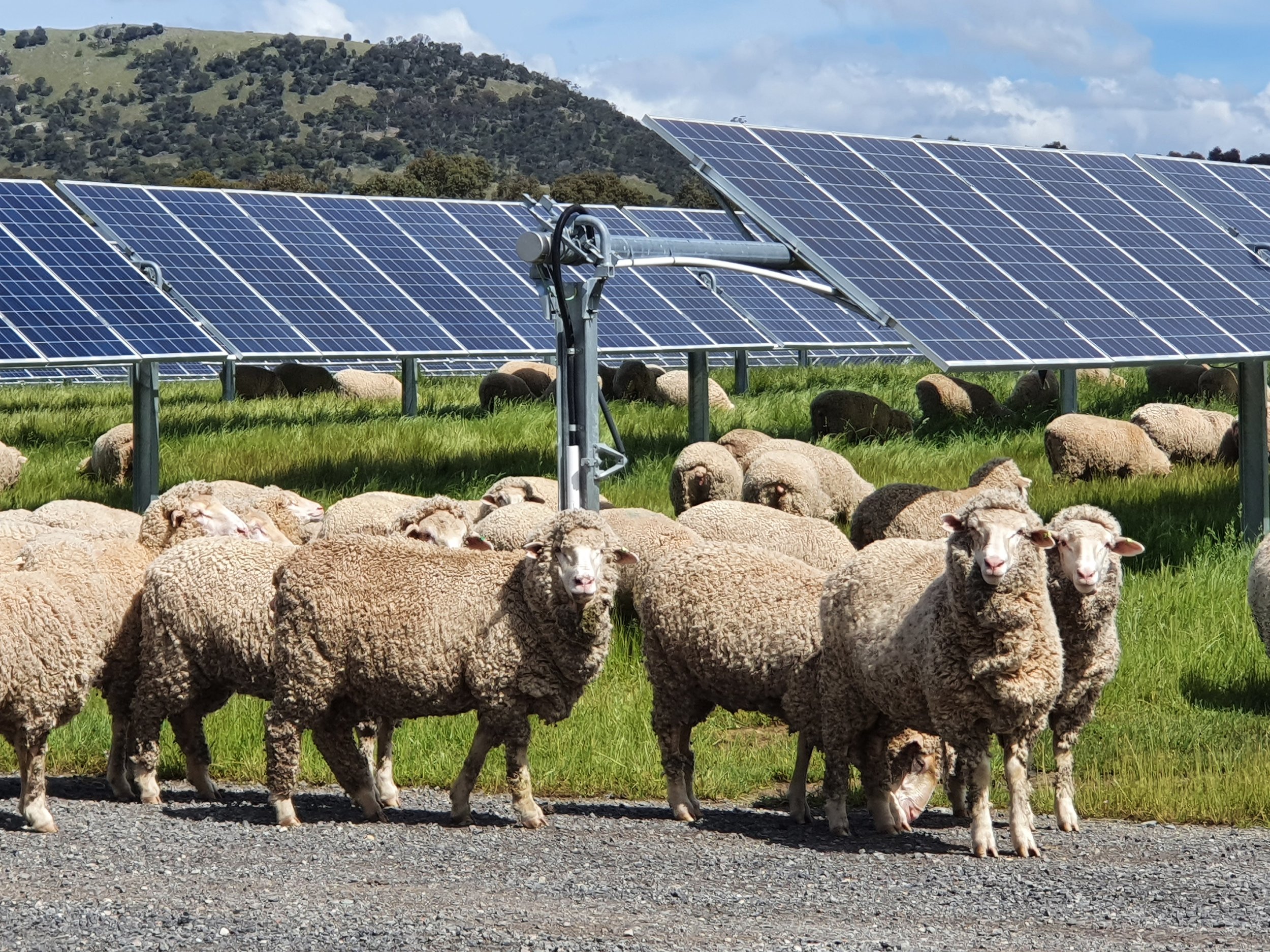 Sheep grazing on grass near solar panels on a farm with hills and clouds in the background.