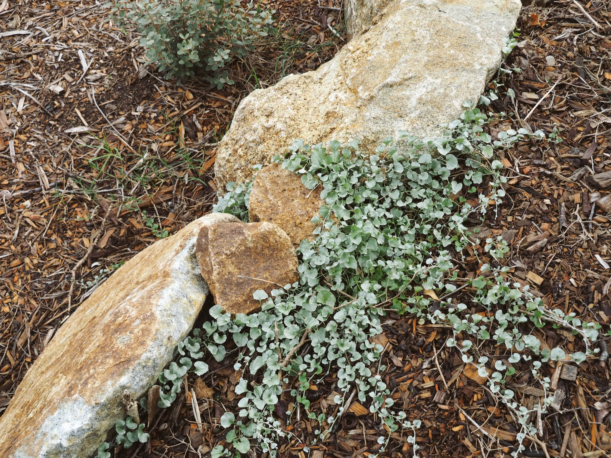 Rye 1.9_Tanami..JPG