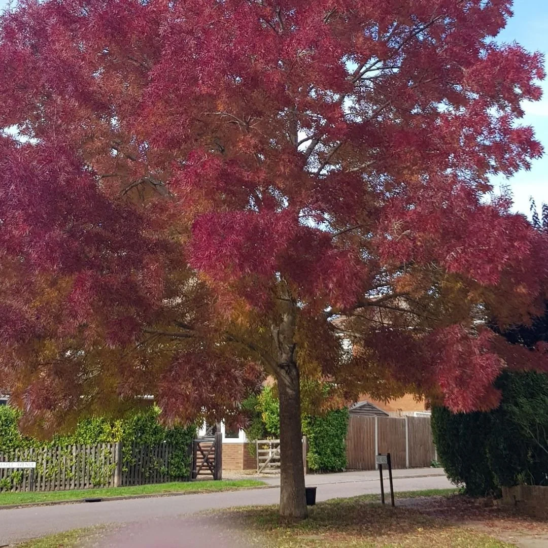 Thank you raywood ash tree!