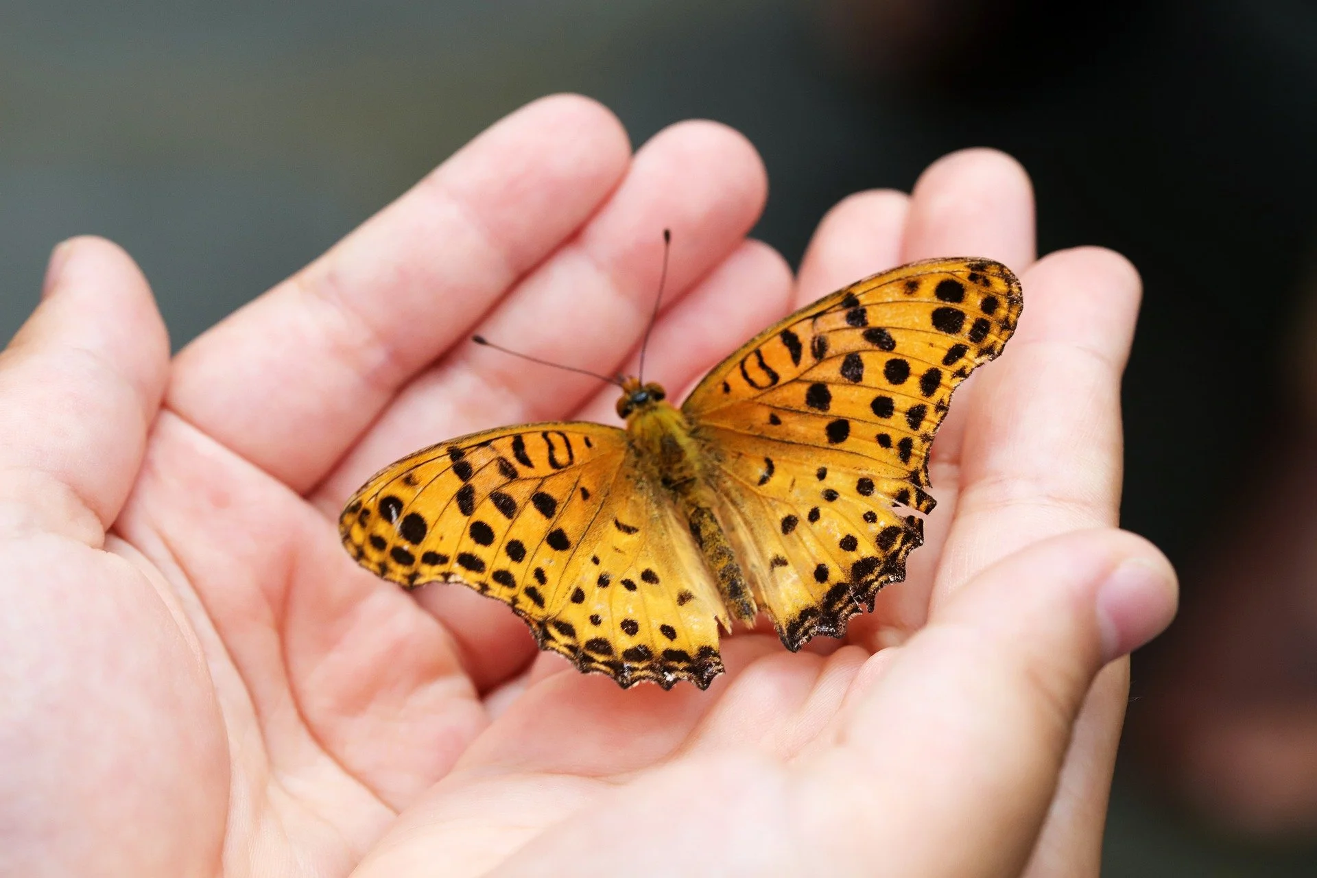Een gele vlinder met zwarte vlekken rust op een hand met twee vingers omhoog. De achtergrond is vaag en donker.