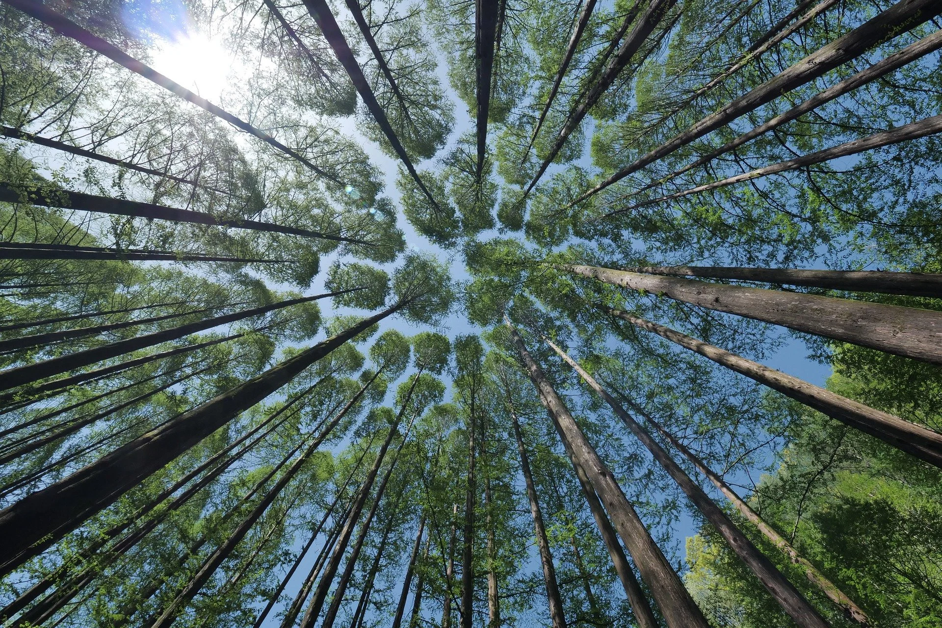 Bekijk vanuit de bodem van een bos naar de sky met lange, slanke bomen met groene bladeren en een heldere blauwe lucht.