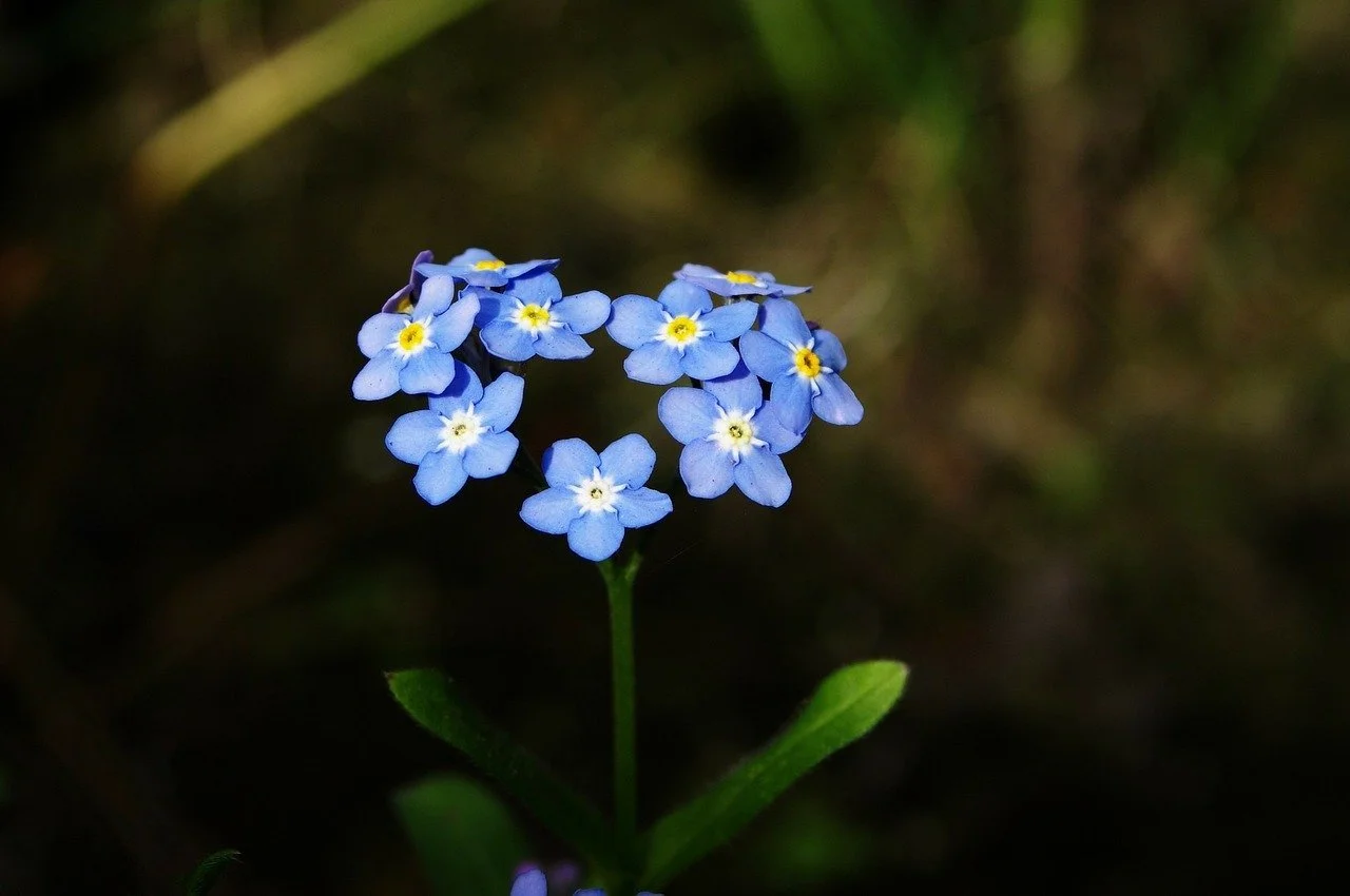 Een close-up van een blauwe vergeet-mij-niet flower met een donkergroene achtergrond.