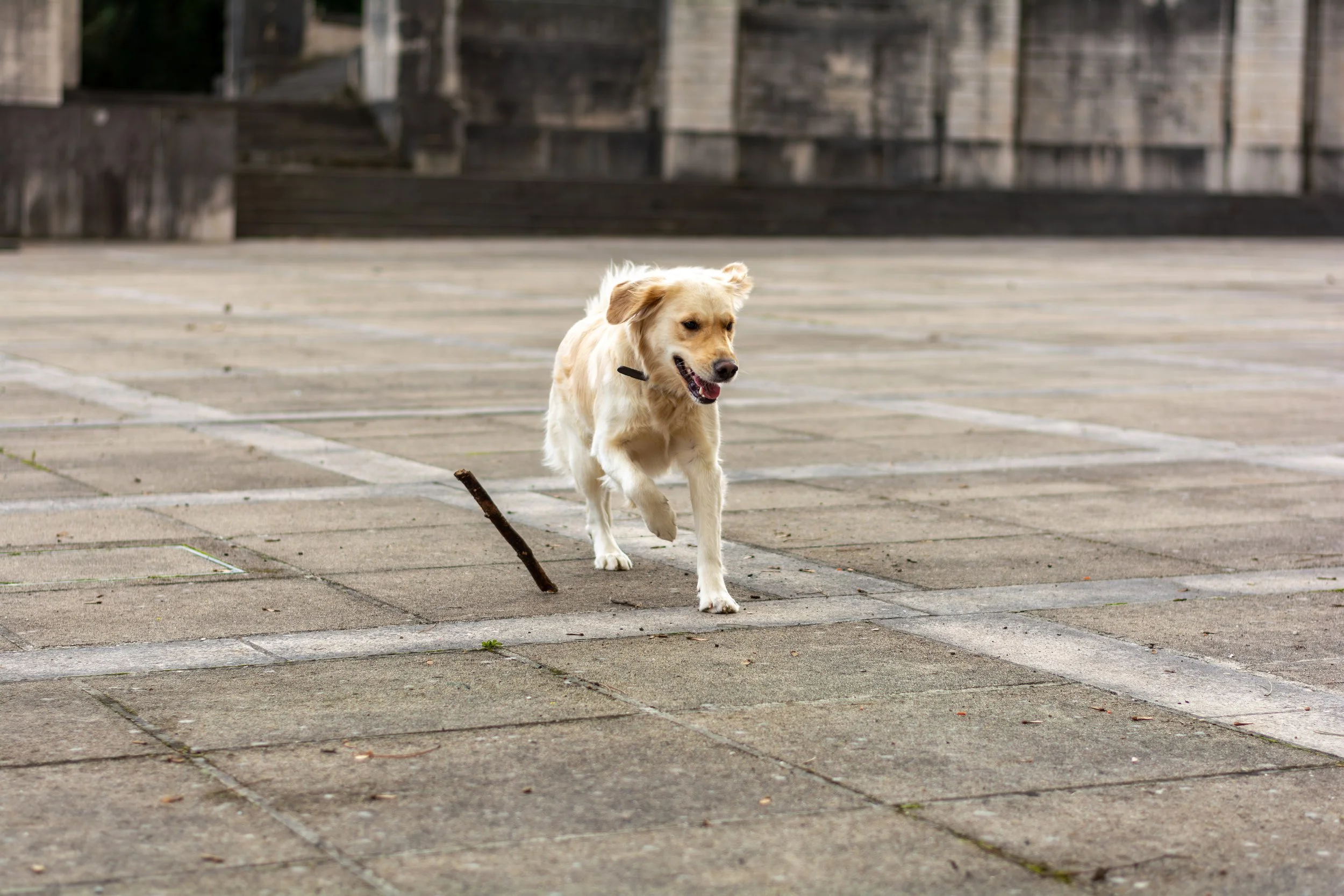 Een lopende gele retriever hond op een stenen parkeerplaats met een stok in de mond.