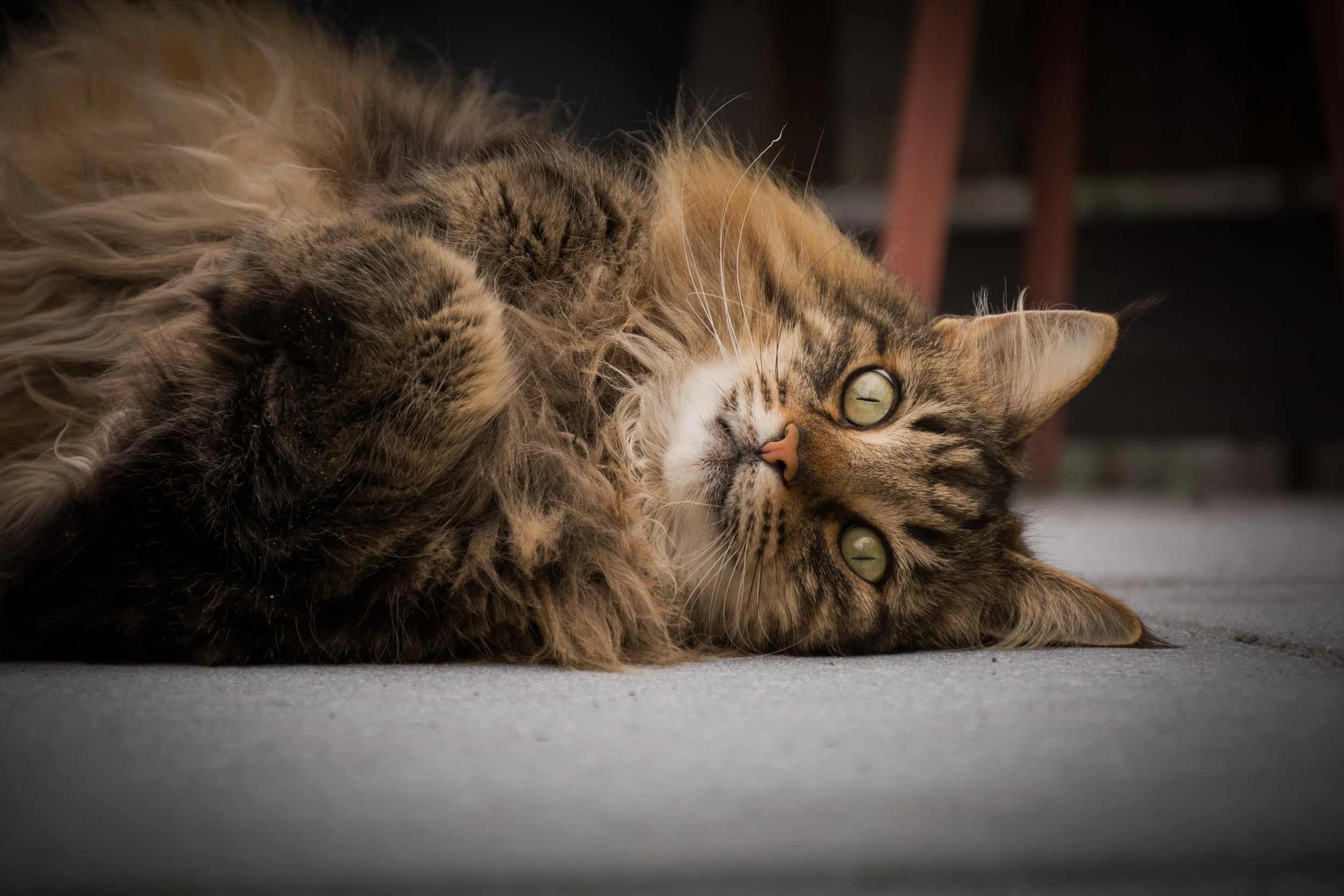 Een pluizige kat ligt op de vloer, met een ontspannen uitstraling en groene ogen.