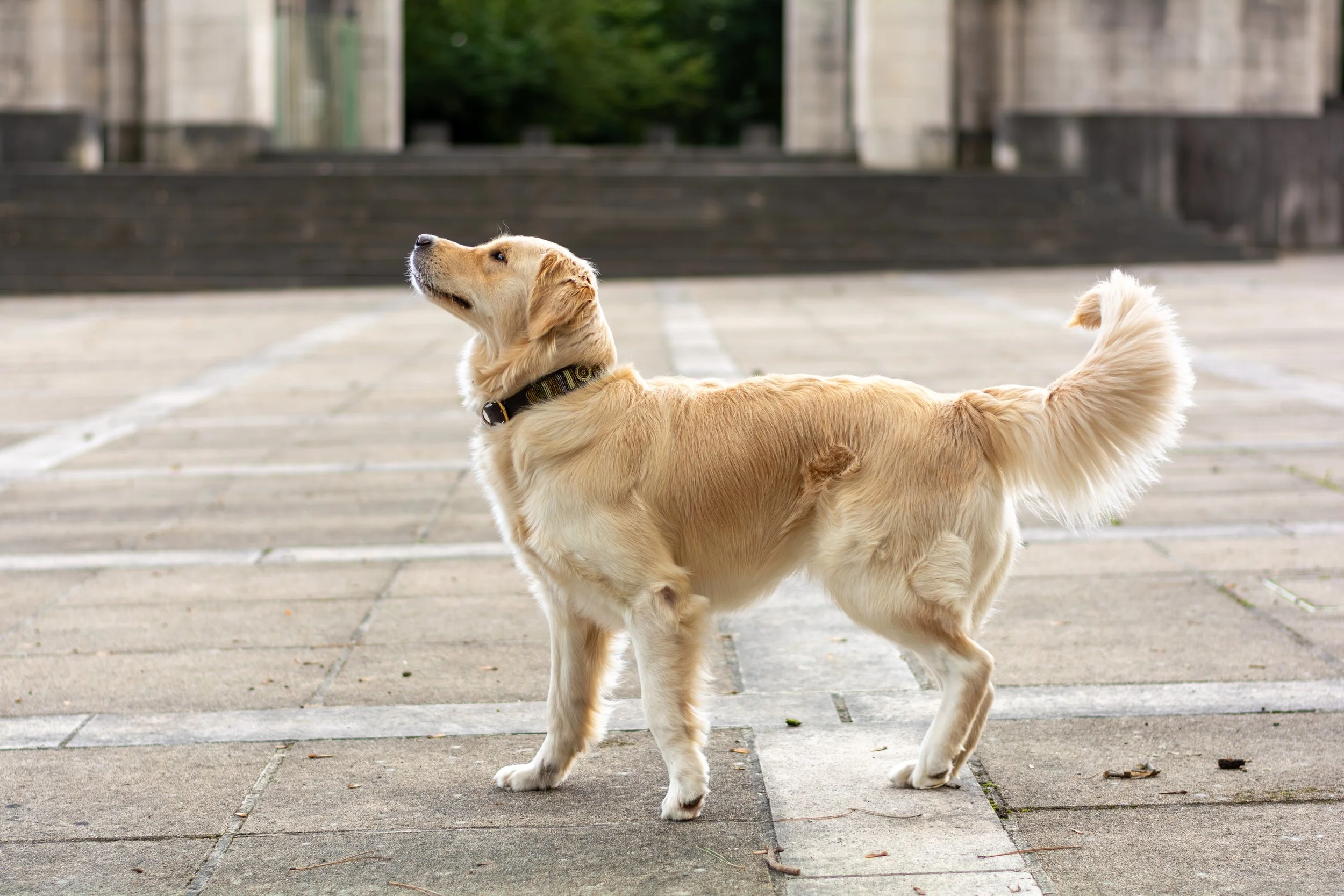 Lieve gouden retriever puppy die op een stenen parkeerterrein staat, met een achtergrond van een muur en een groene boom, kijkend omhoog.