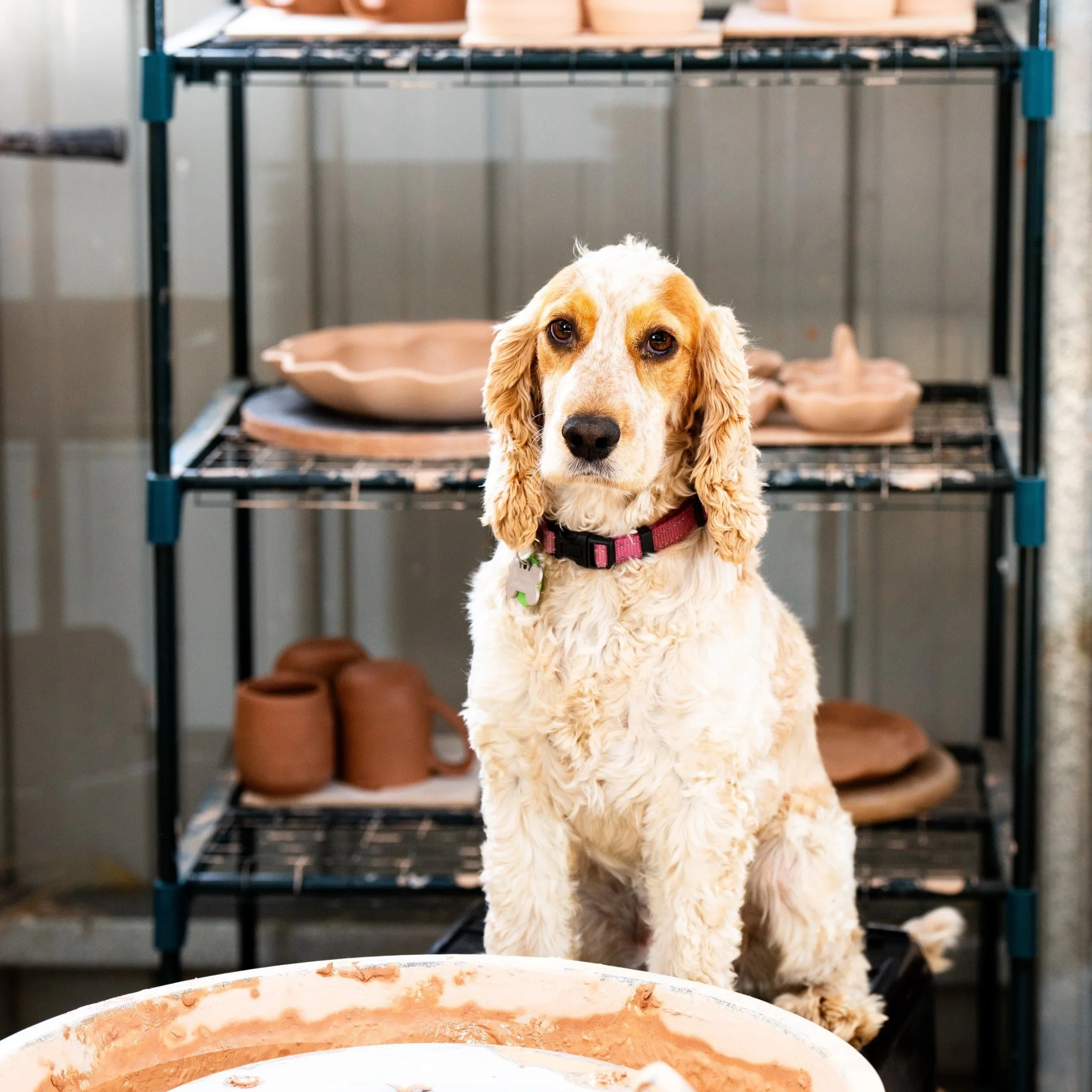 Cute puppy with long ears sits in front of pottery shelves in a pottery studio, with art tools and clay in the foreground.