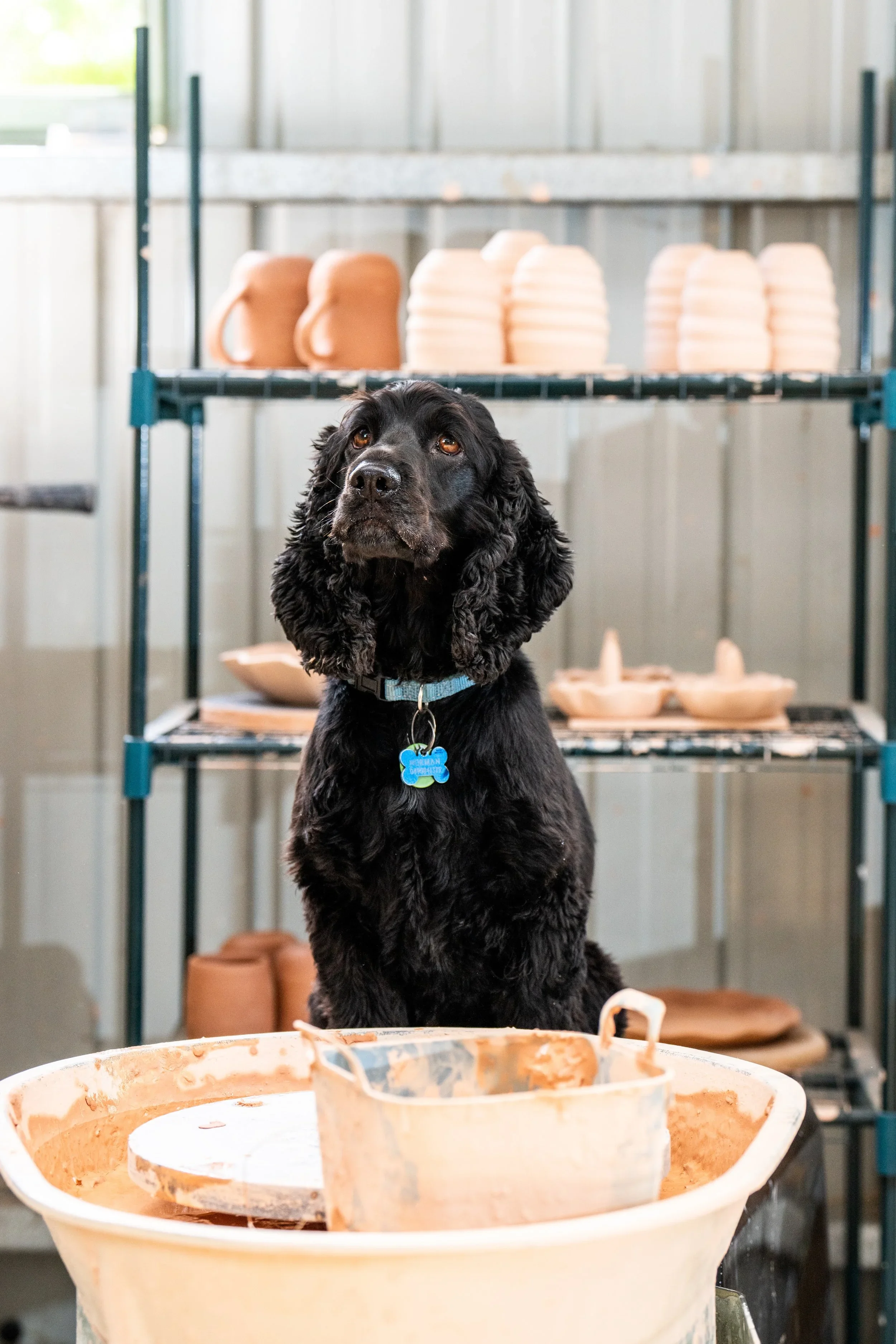 A black dog with brown eyes and a blue collar sits in front of pottery shelves in a pottery studio, with art tools and clay in the foreground.