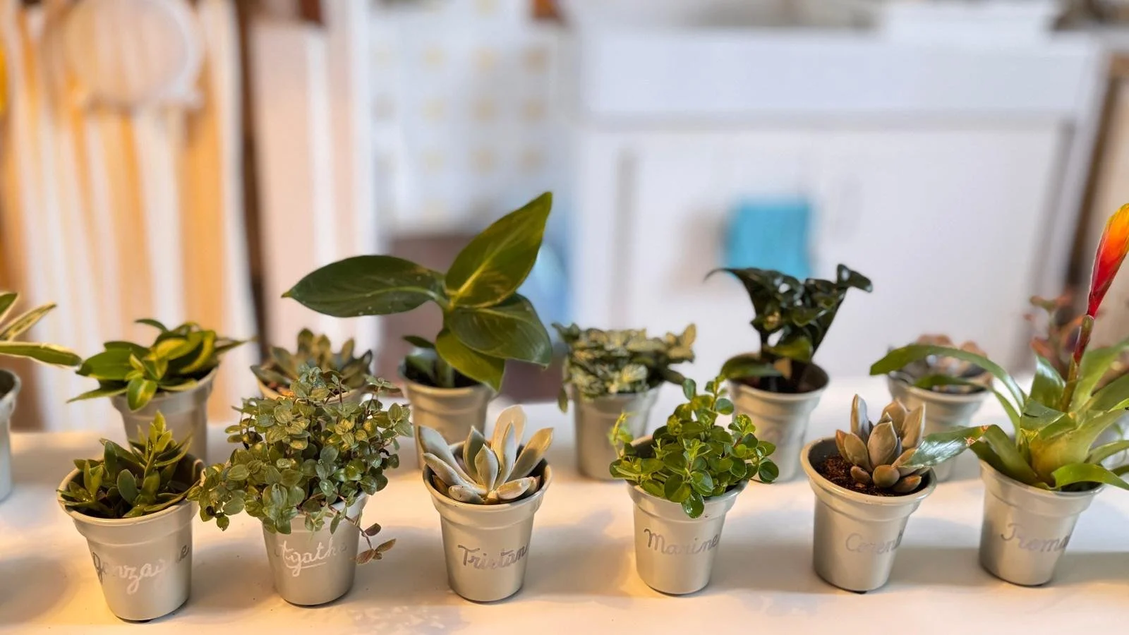 Une rangée de petites plantes en pot, dont certaines sont des succulentes, avec des noms écrits à la main sur chaque pot, placées sur une surface blanche. Ces pots serviront de marque place pour la table des mariés