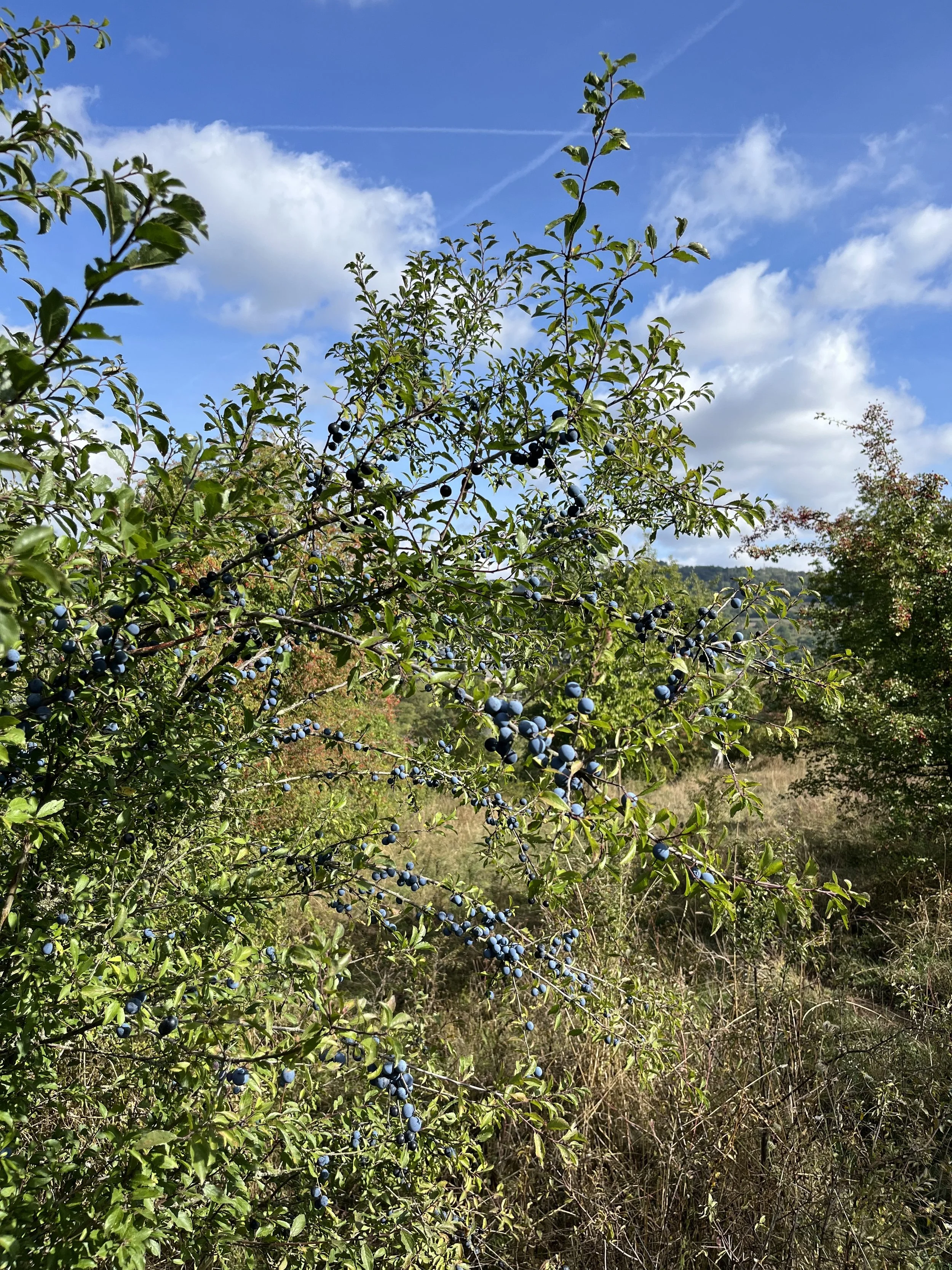 IMG_8651.jpeg