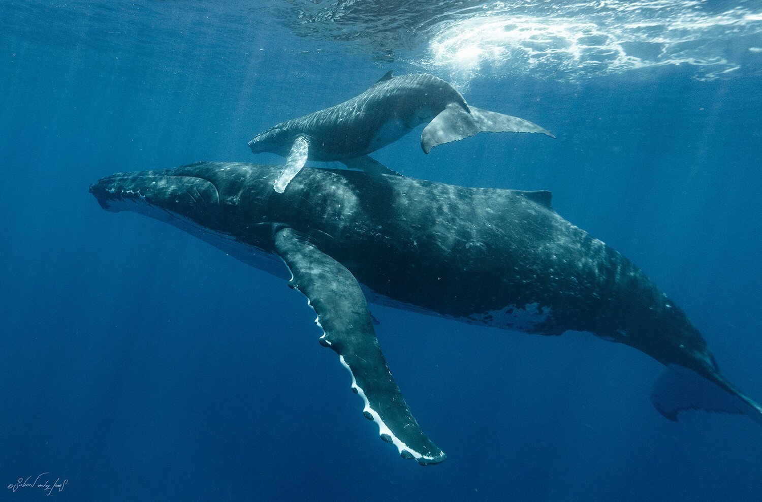 A whale with a calf swimming underwater in deep blue ocean.