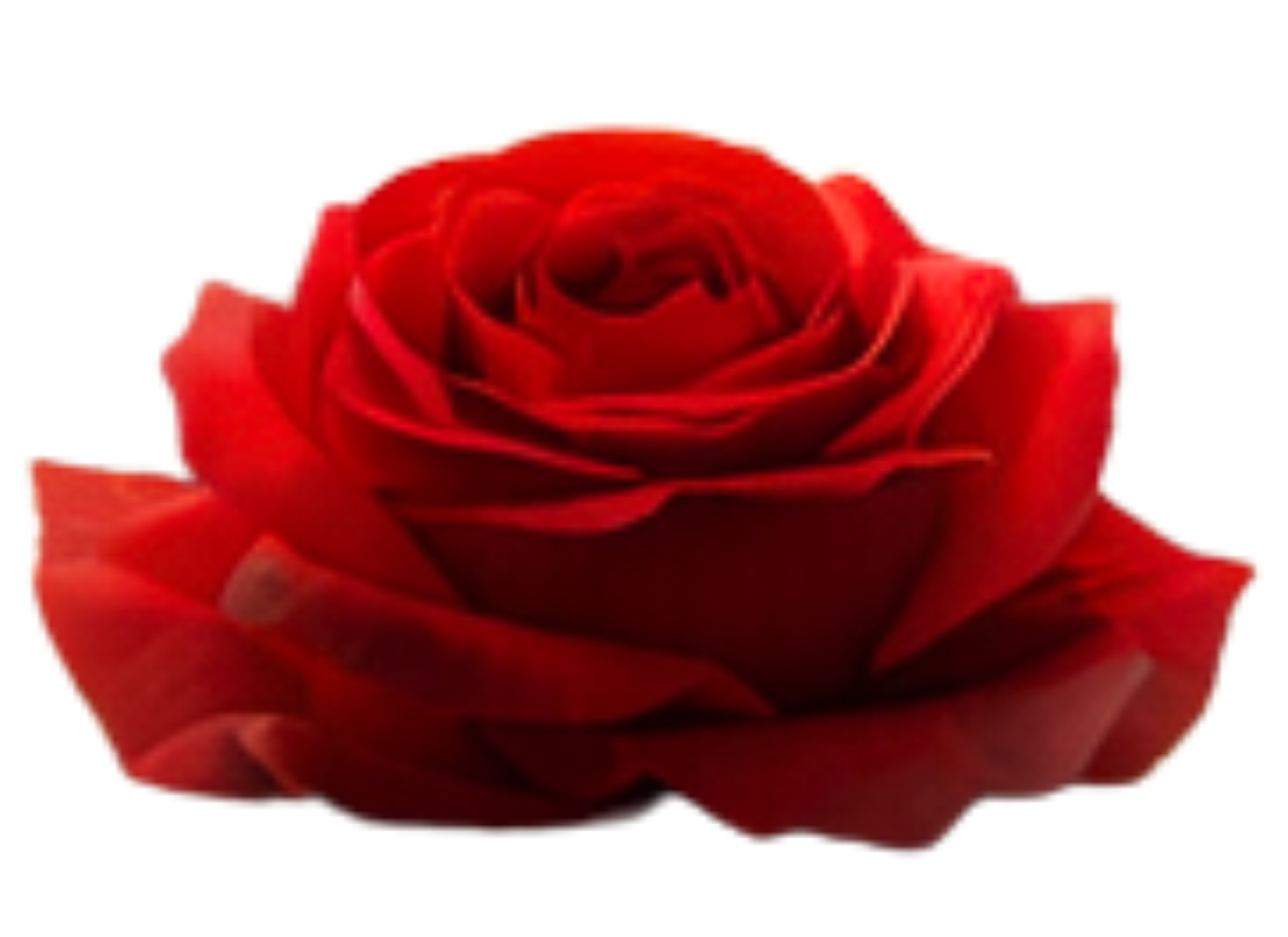 A close-up of a single red rose in full bloom.