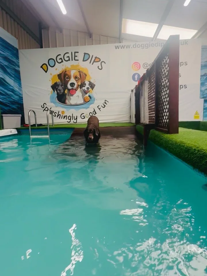 🐾 Max has so much fun at doggie dips and honestly so did I ☺️ a nice break from the computer 💻 and from the heat. 

#chocolatelabradors #dogs #labrador