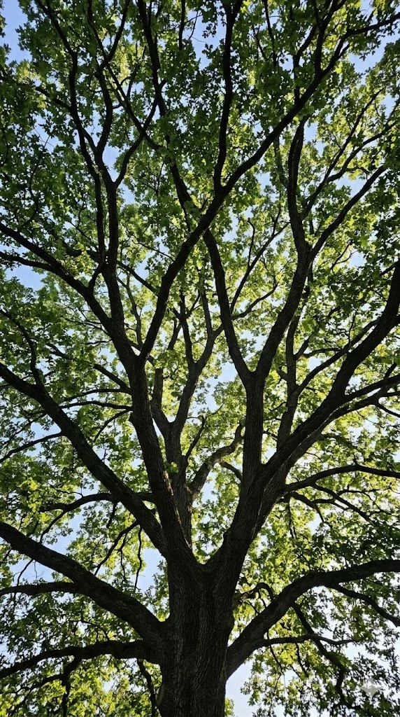 Blick nach oben auf einen großen Baum mit grünen Blättern und blauer Himmel im Hintergrund.