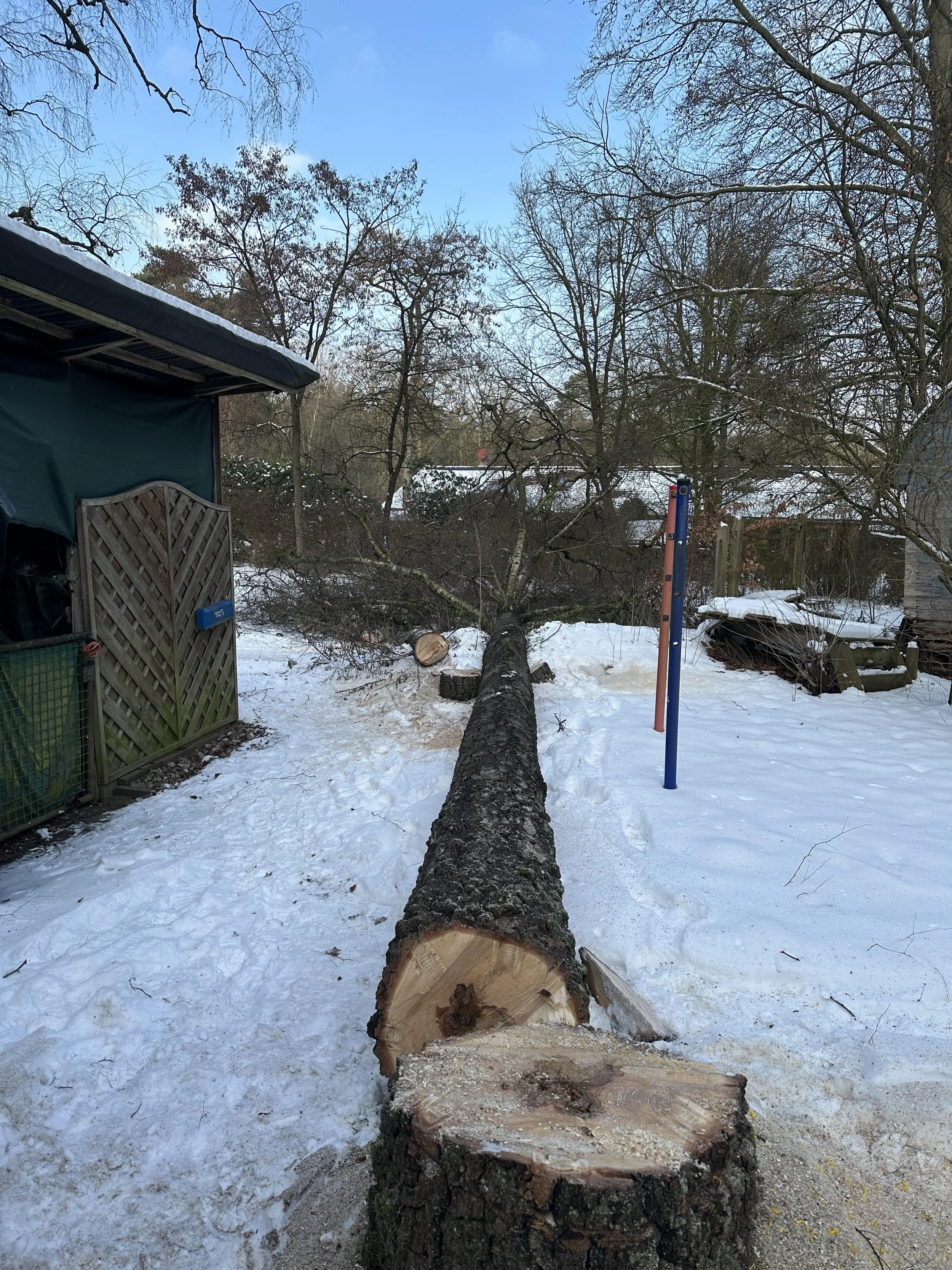 Gefällter Baum auf einem verschneiten Grundstück, Bäume im Hintergrund, blauer Himmel, einige Baumstümpfe, Gartenzaun und eine Garage im Bild.