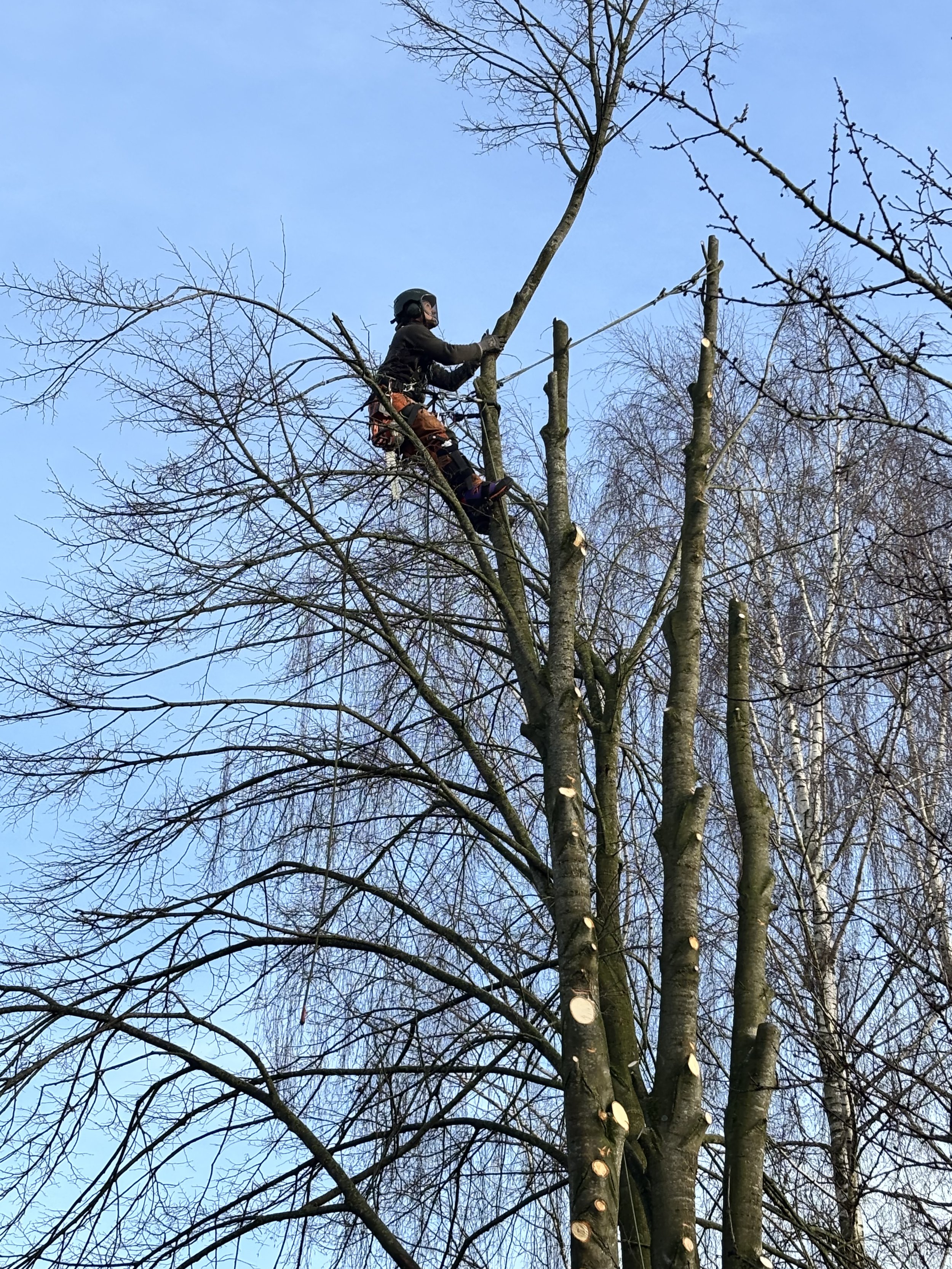 Ein Mensch klettert in einem Baum, trägt einen Schutzhelm und benutzt eine Seilzugangsicherung, um Äste zu schneiden.