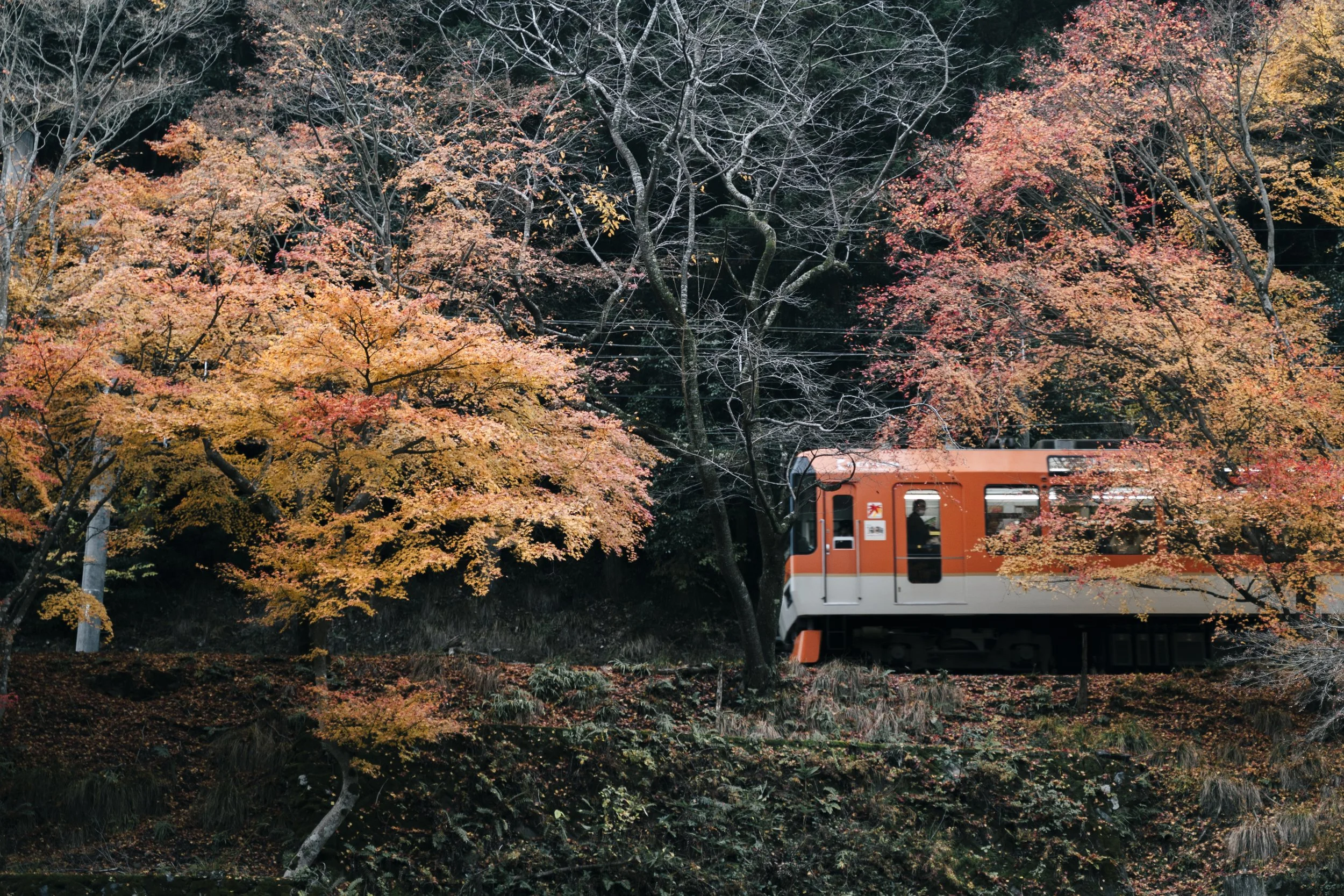 An orange train moving along railway tracks through a forest with trees displaying fall colors of orange, yellow, and red leaves. Some trees are bare, indicating late autumn.