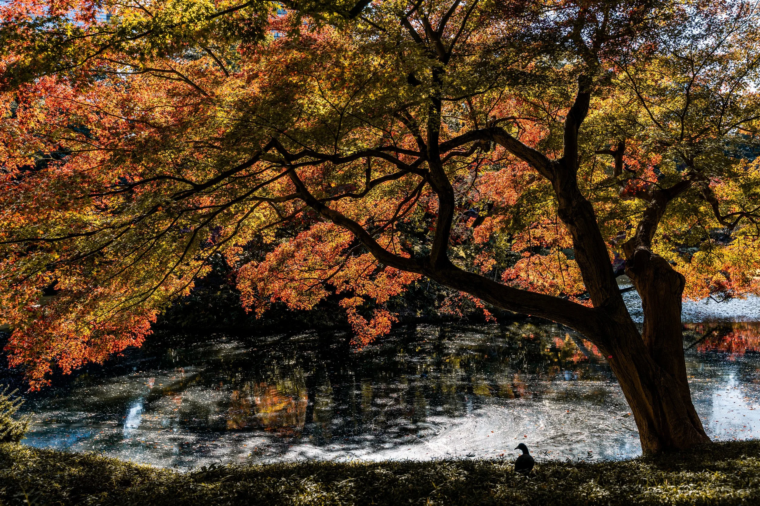 Shinjuku Gyoen, Tokyo, Japan — A single duck, a maple canopy, and a few weeks of autumn colour that won't come back the same way twice.