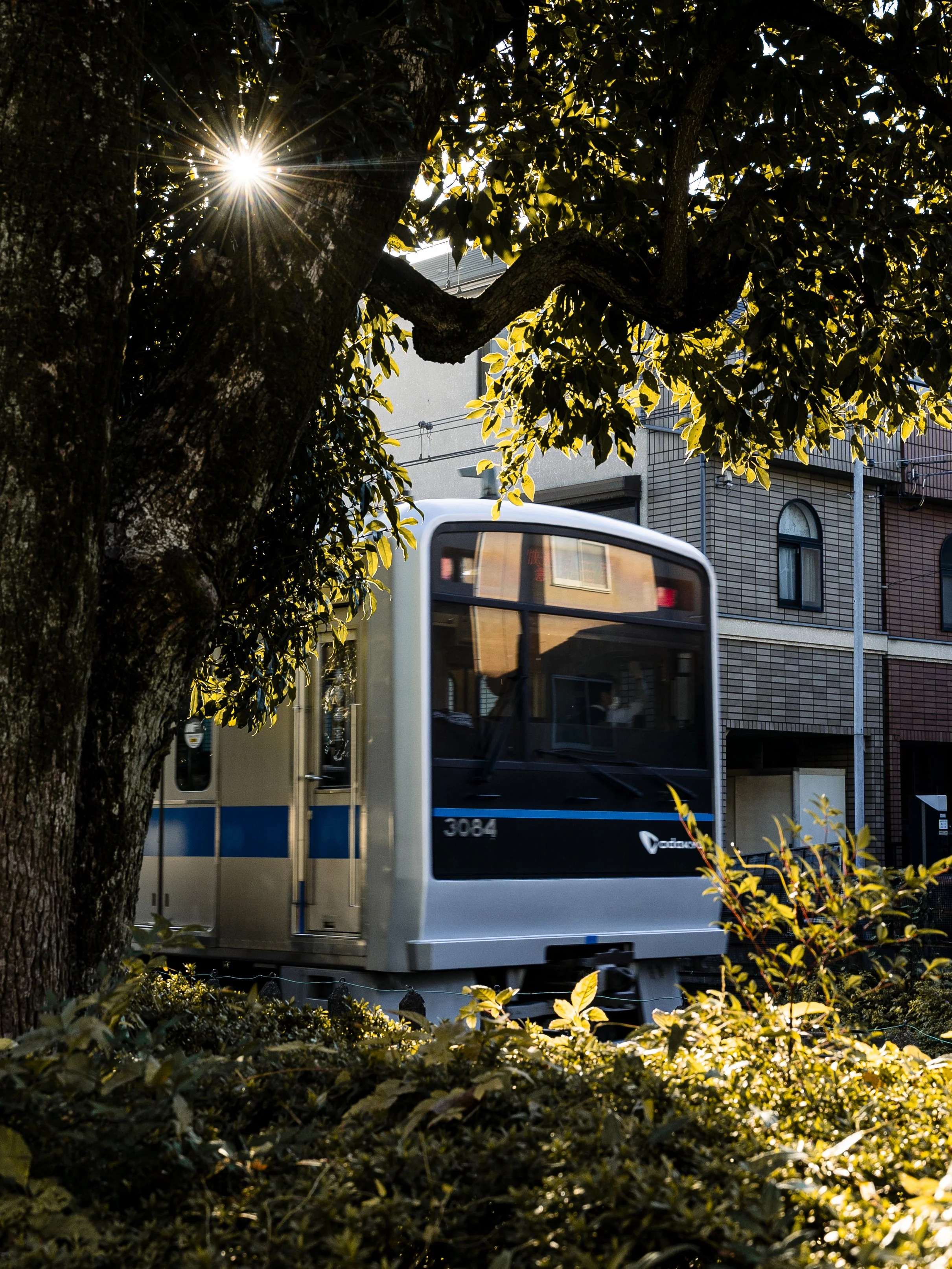 A city street scene with a bus passing past a leafy tree with the sun shining through the branches, and buildings with windows and balconies in the background.