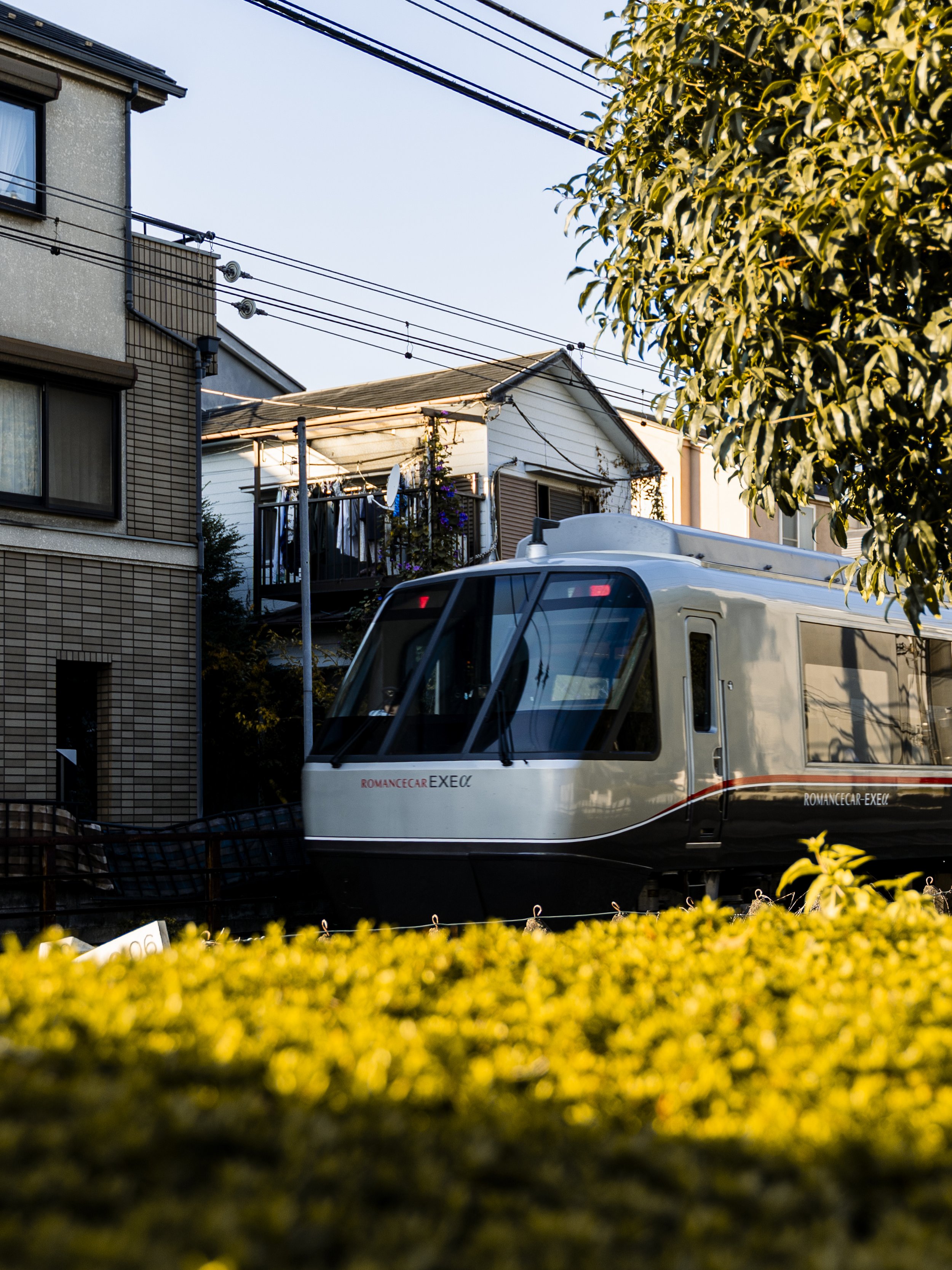 Odakyu Romancecar EXE α, near Yoyogi Park, Tokyo — The silver Romancecar slips through a Shibuya-ku neighbourhood, yellow flowers blurring softly in the foreground. A limited express on its way somewhere important, passing through somewhere entirely 