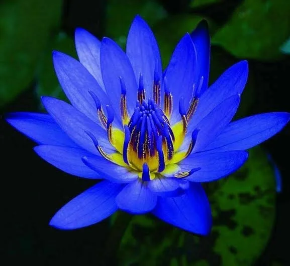 Blue Lotus Ritual Collection