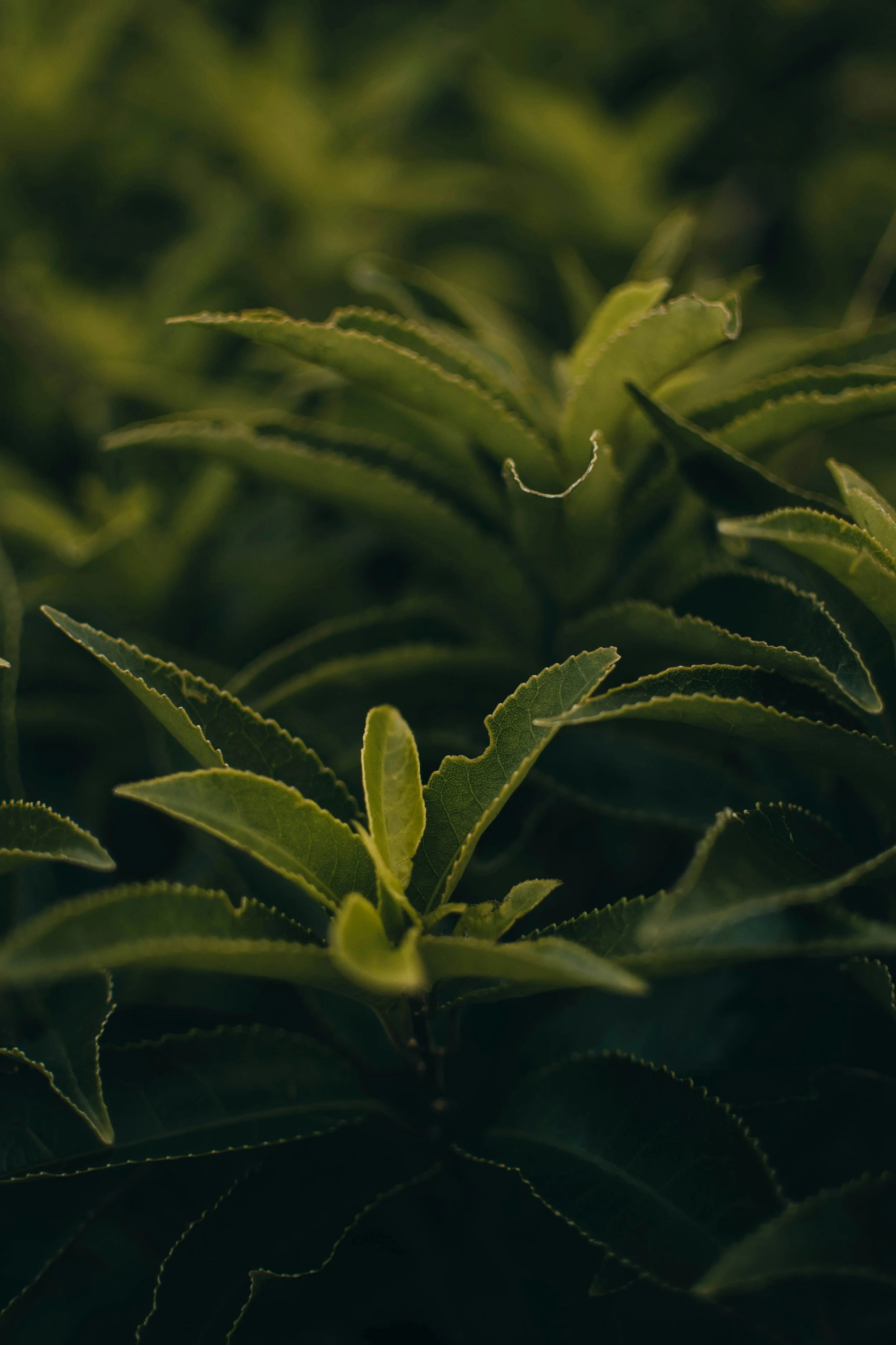 Tea Tree Colloidal Silver Gel