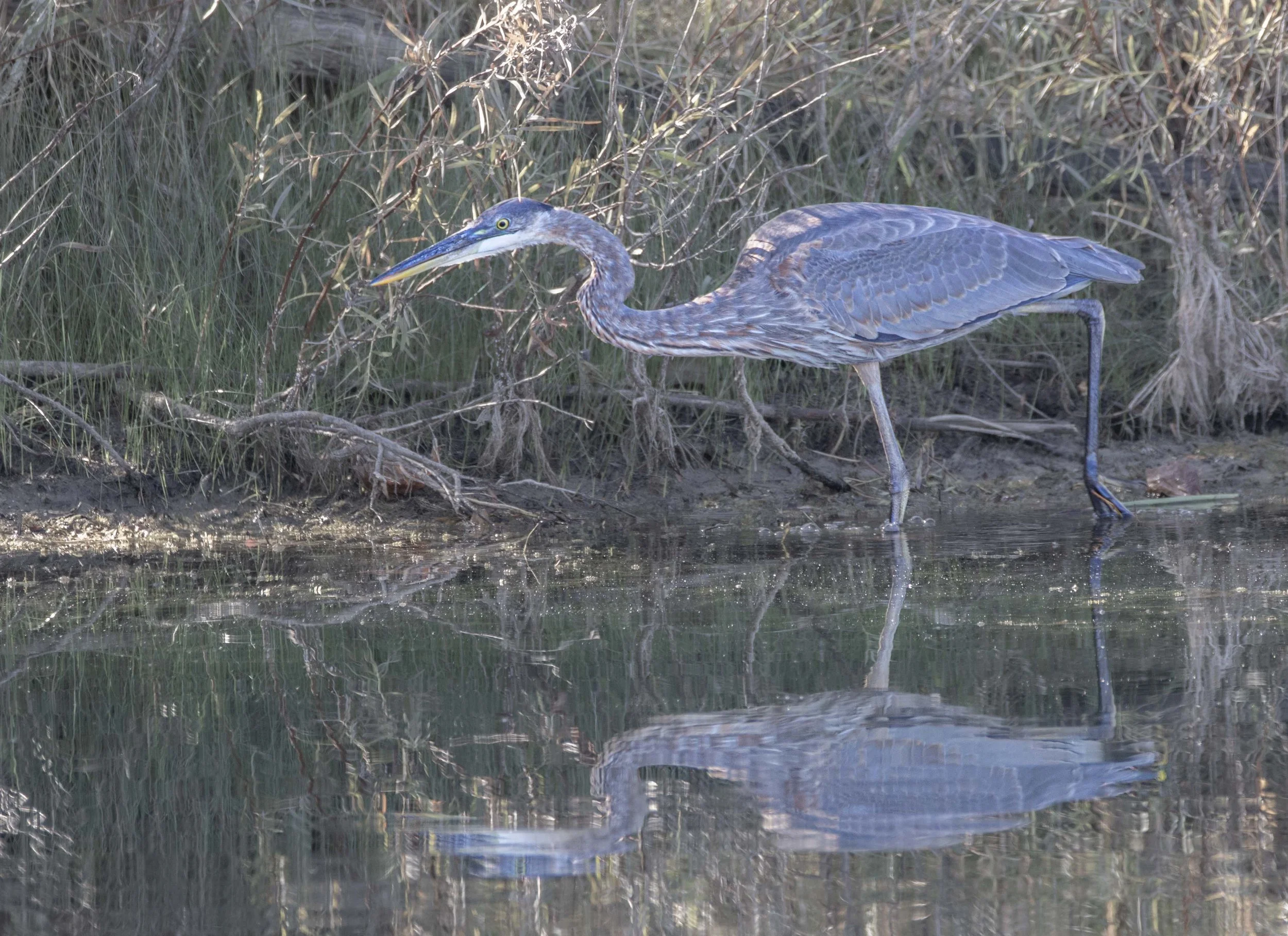 Blue Heron Hunt