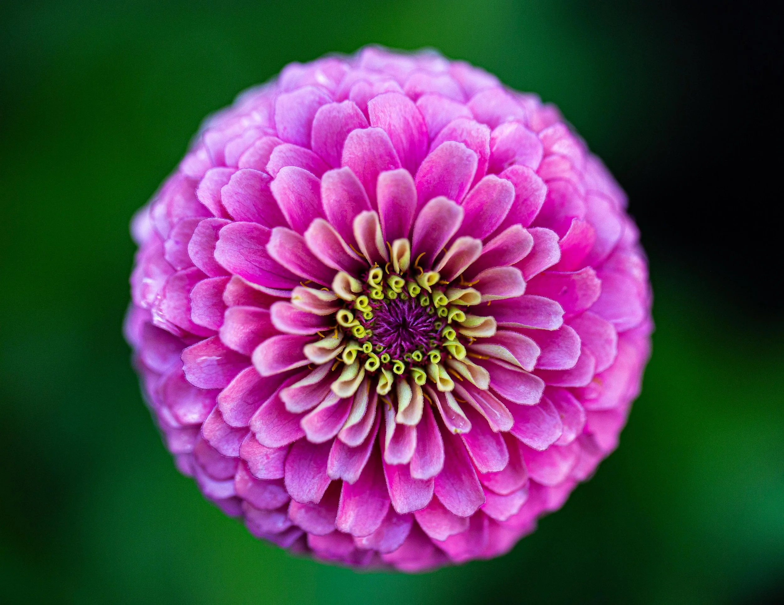 Magenta Zinnia - Wooster, OH