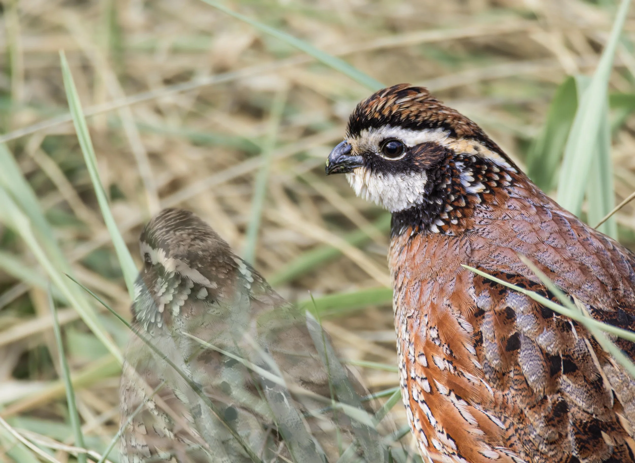Northern Bobwhite