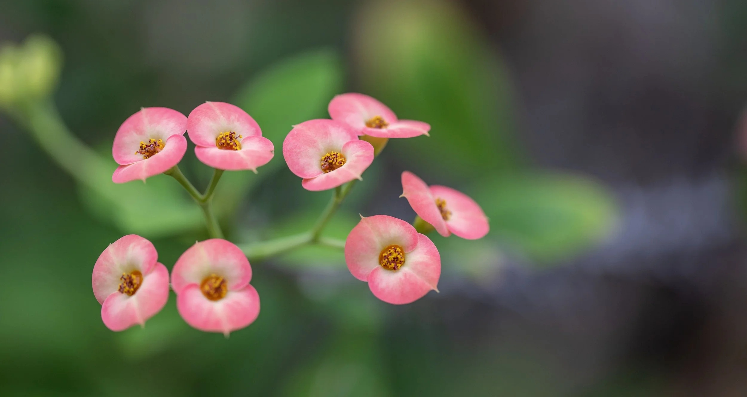Pink cups - Krohn Conservatory