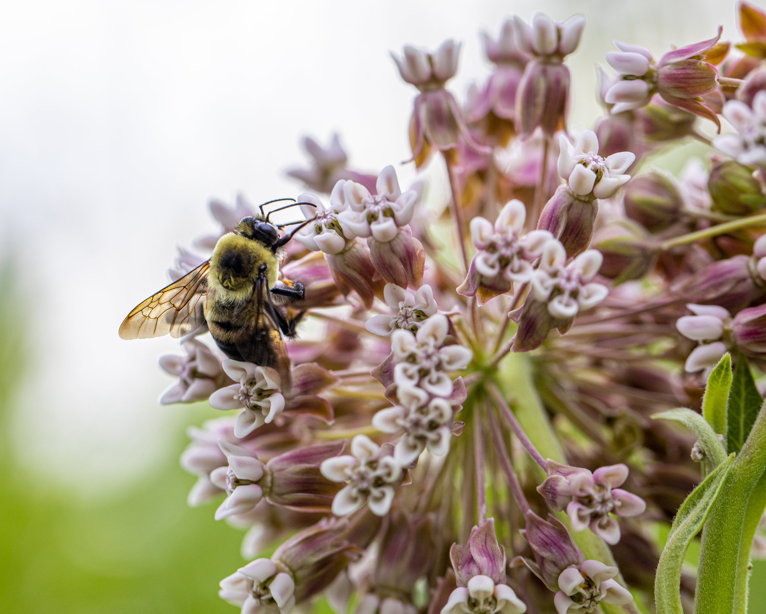 Bee_0V8A5060.jpg