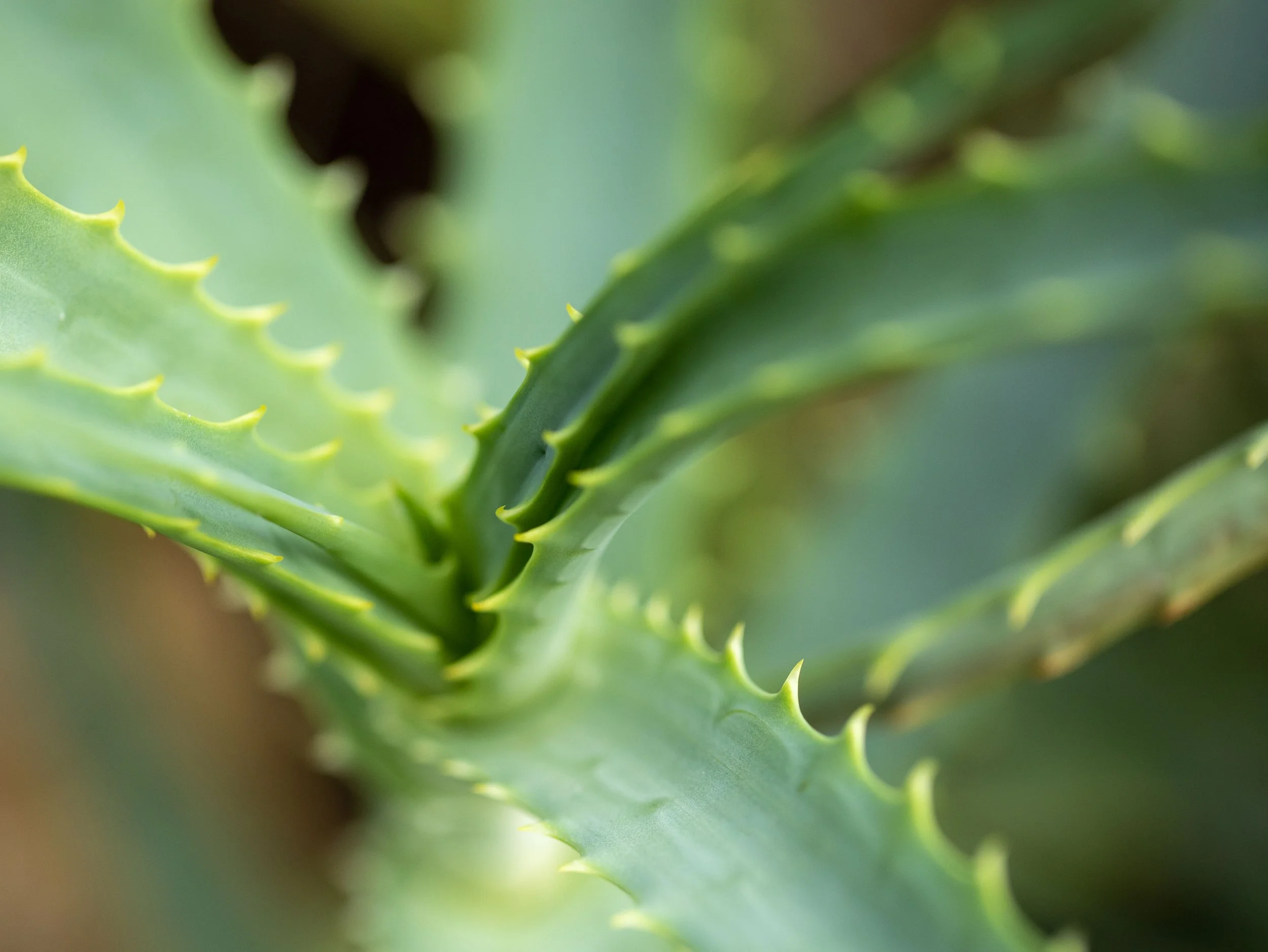 Aloe Spikes - Krohn Conservatory