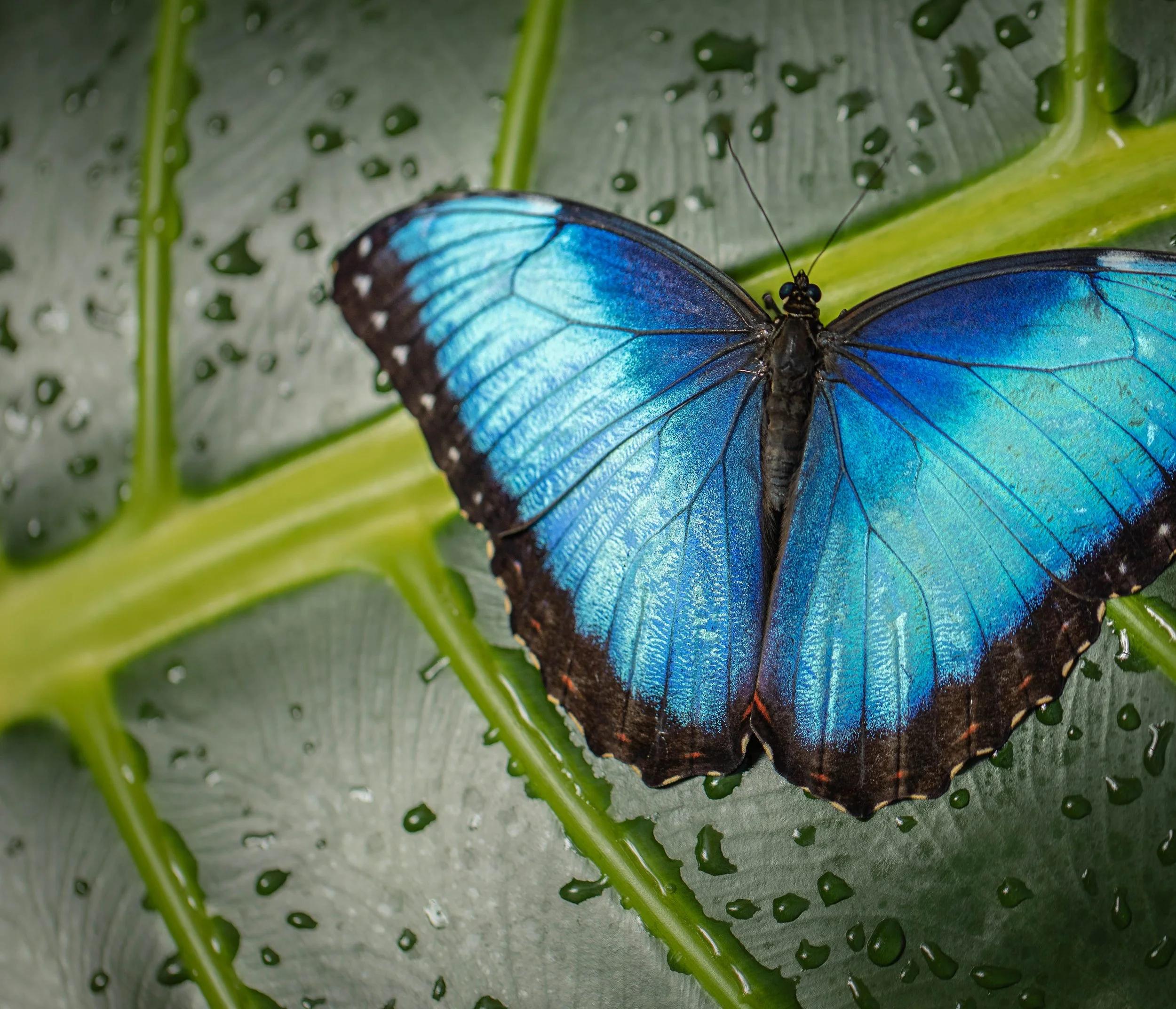 Blue Morpho - Franklin Park Conservatory