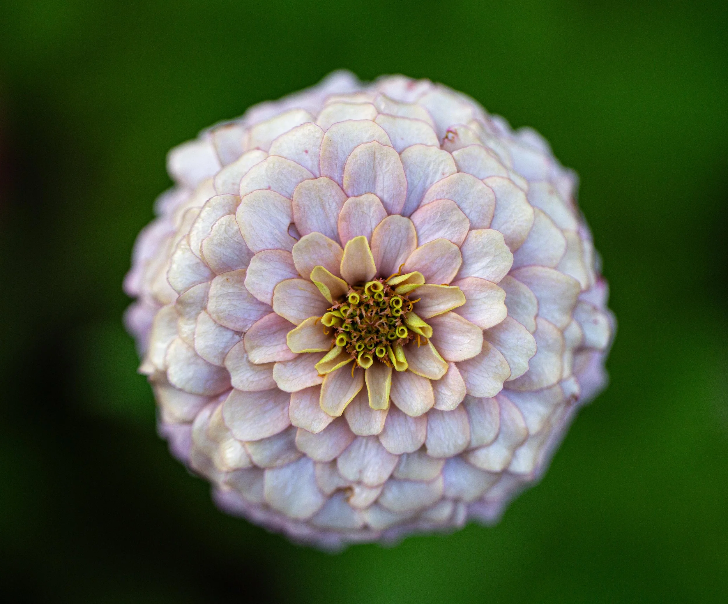 Blush Zinnia, Wooster, OH