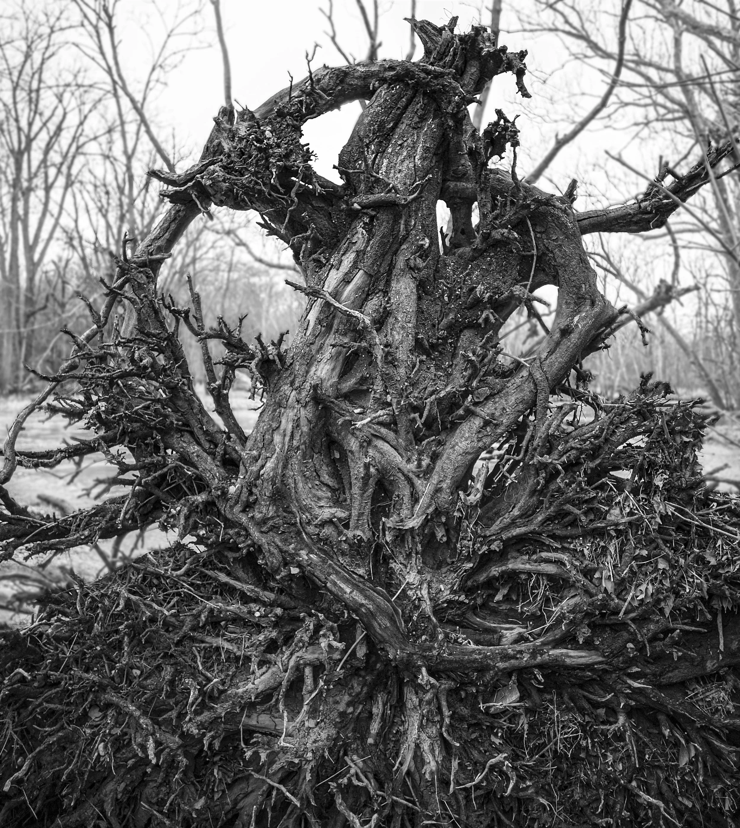 Uprooted - Praire Oaks Metropark, Columbus