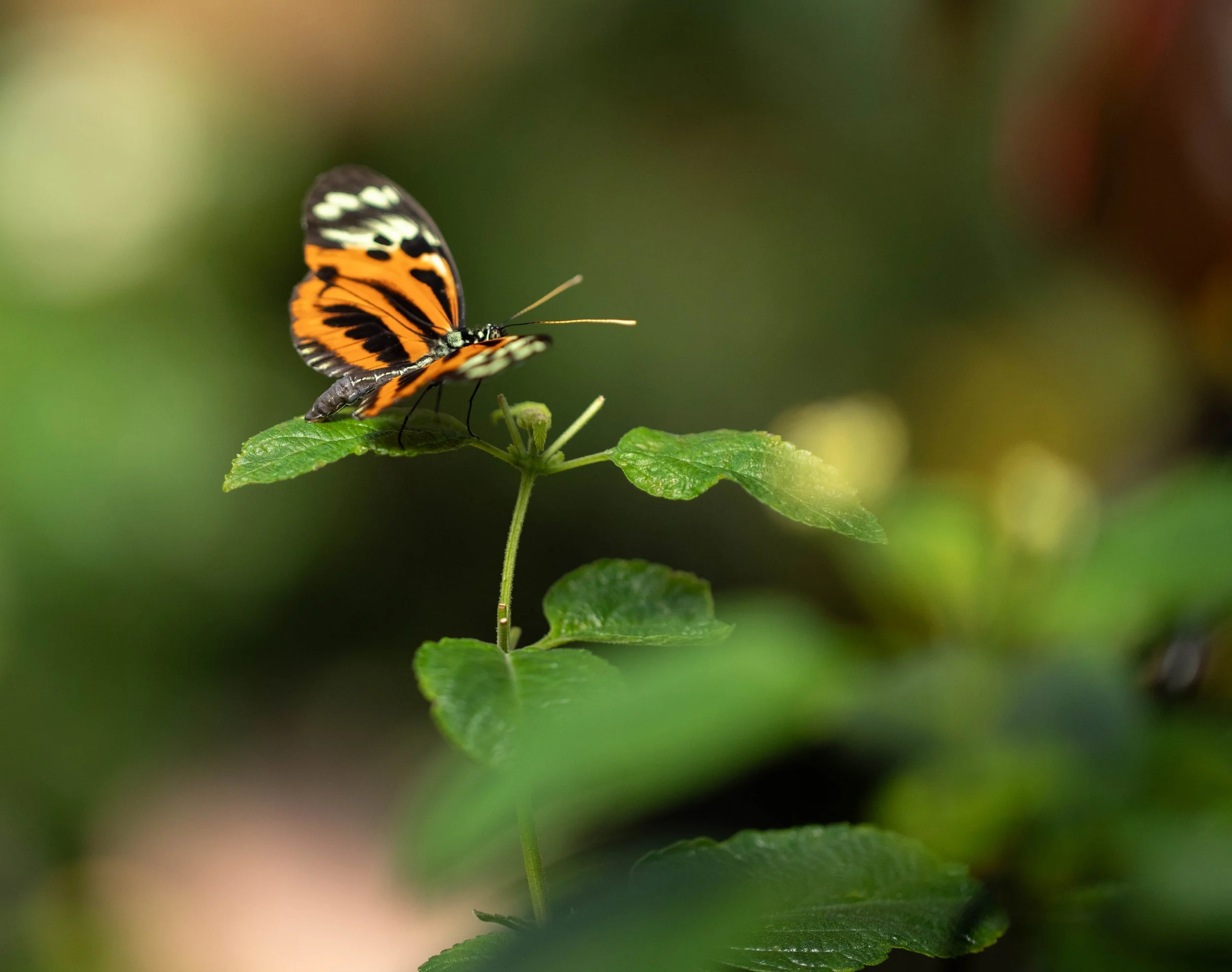 Tiger Longwing - Franklin Park Conservatory