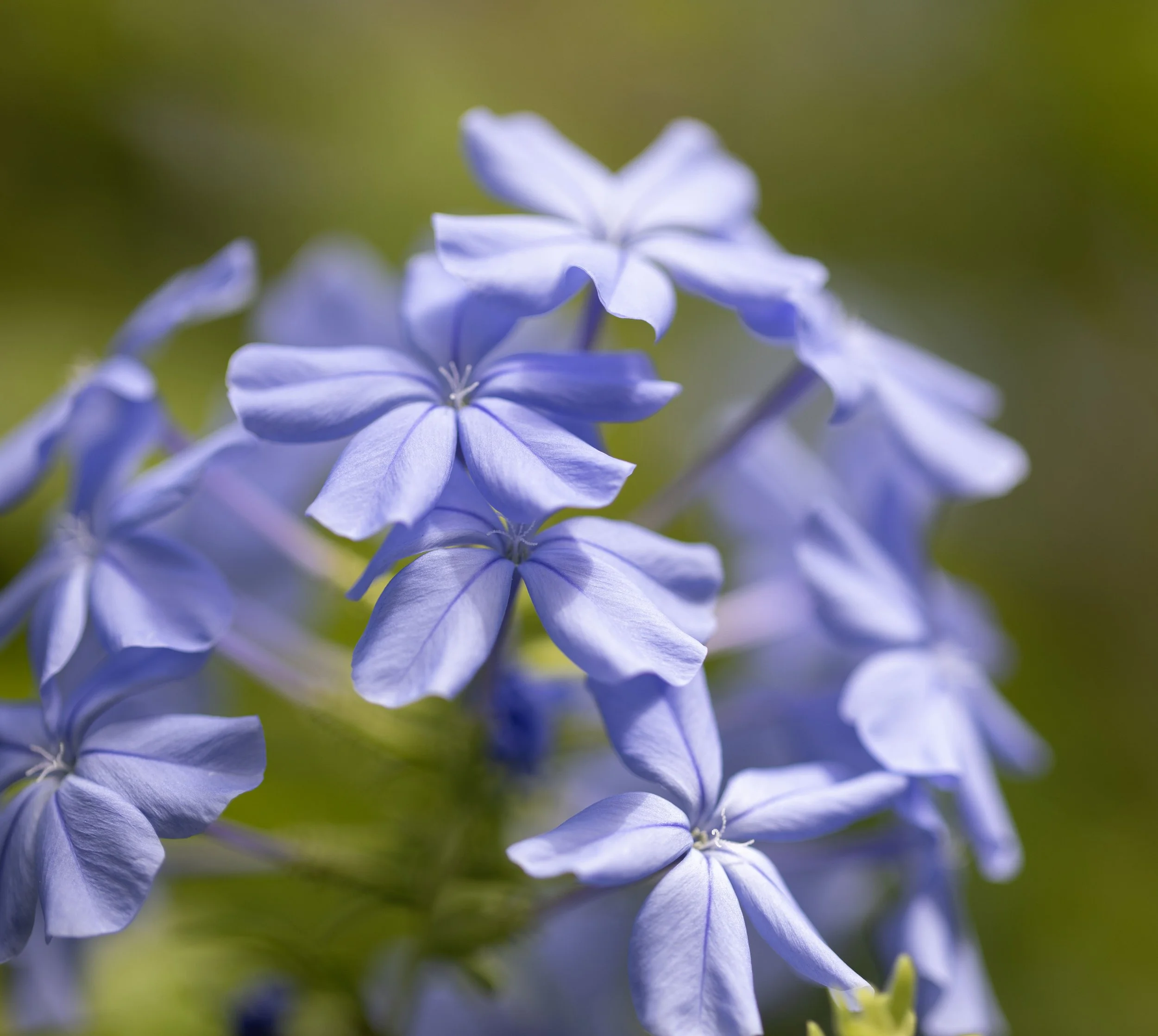 Cape Plumbago - Krohn Conservatory