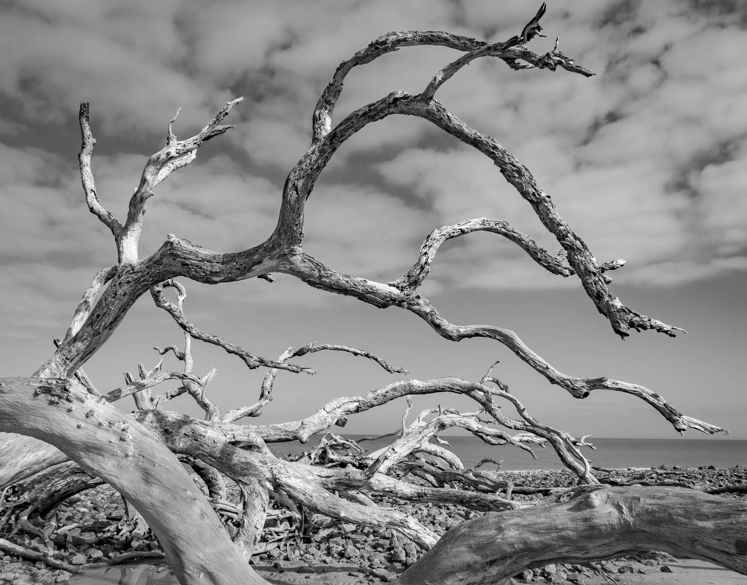 Driftwood Beach - Jekyll Island
