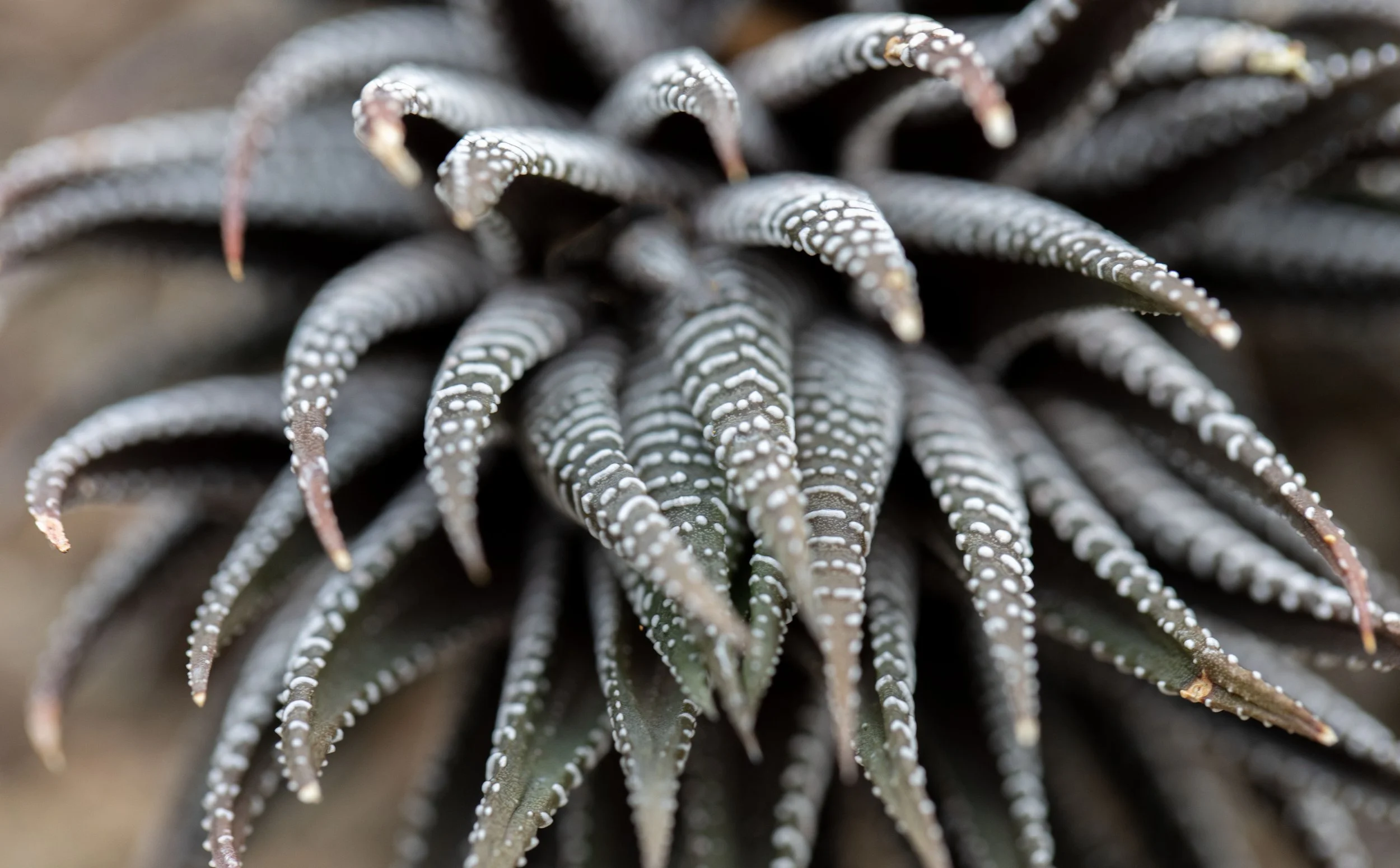 Plant_0V8A0643.jpg