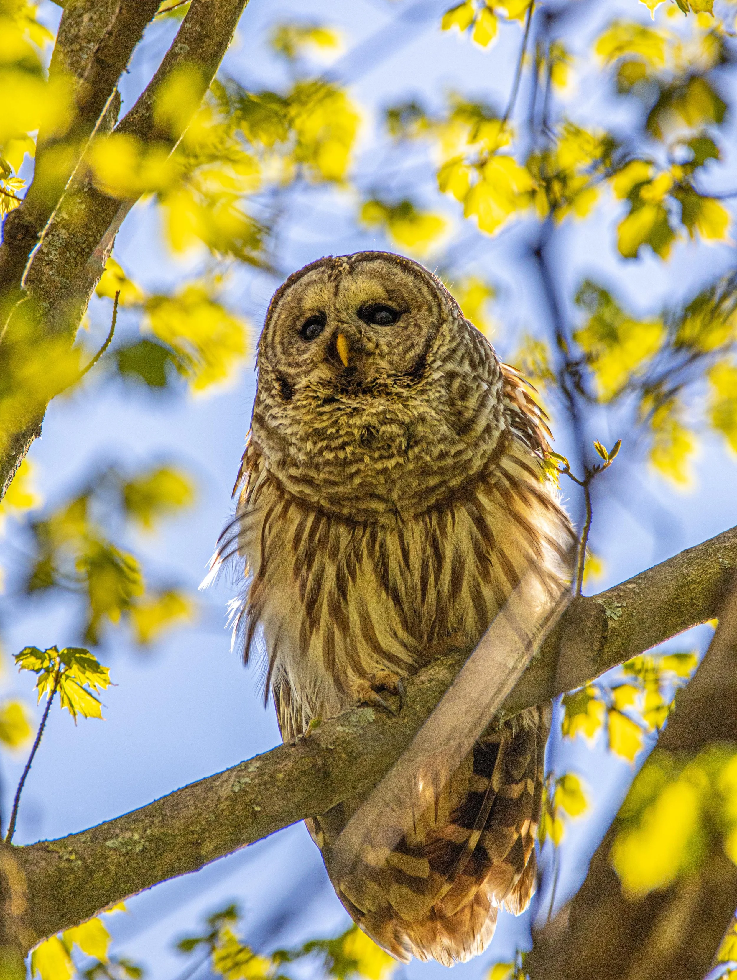 Barred Owl - Cincinnati