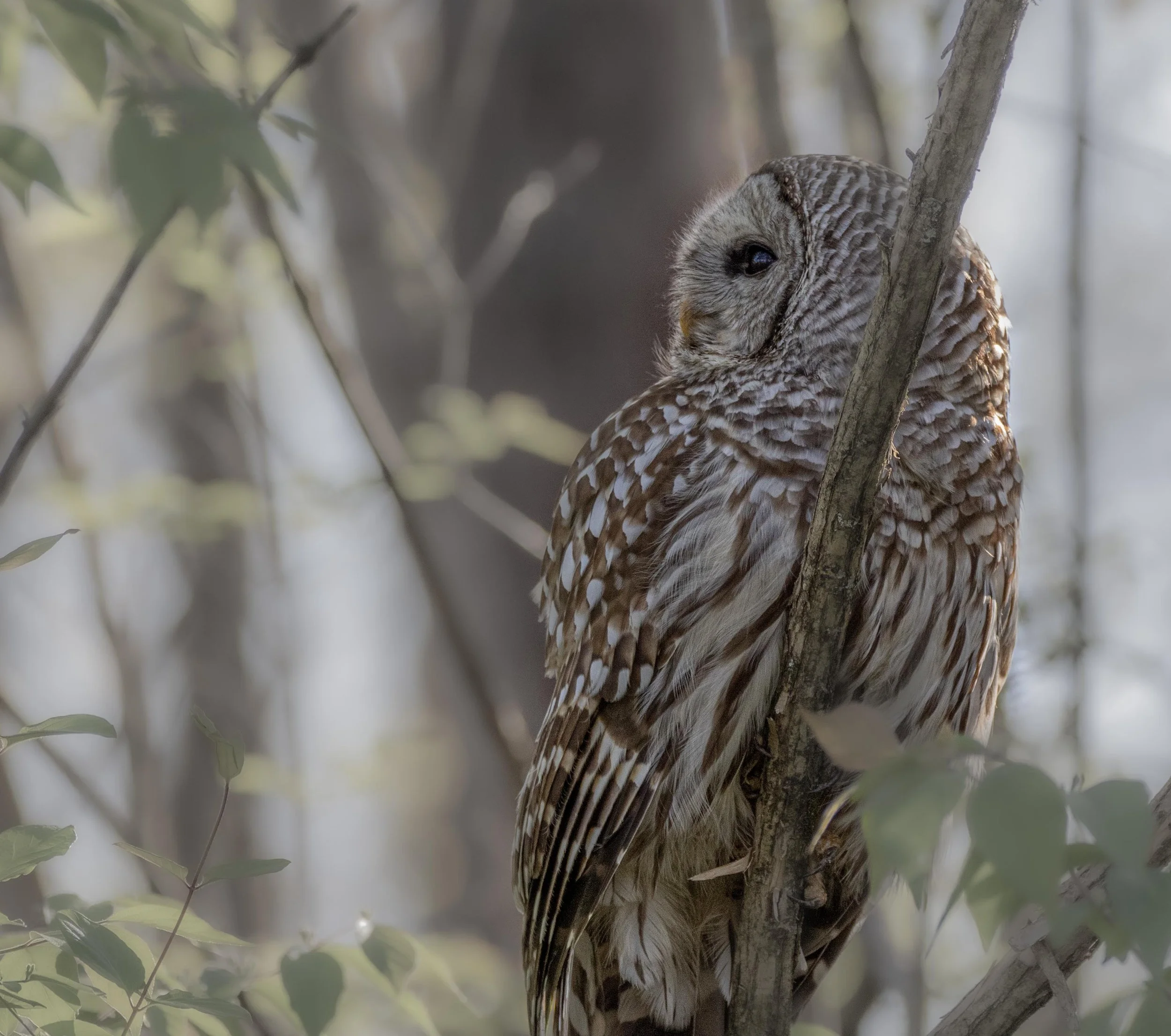 _BarredOwl_BP2A9646_Final.jpg