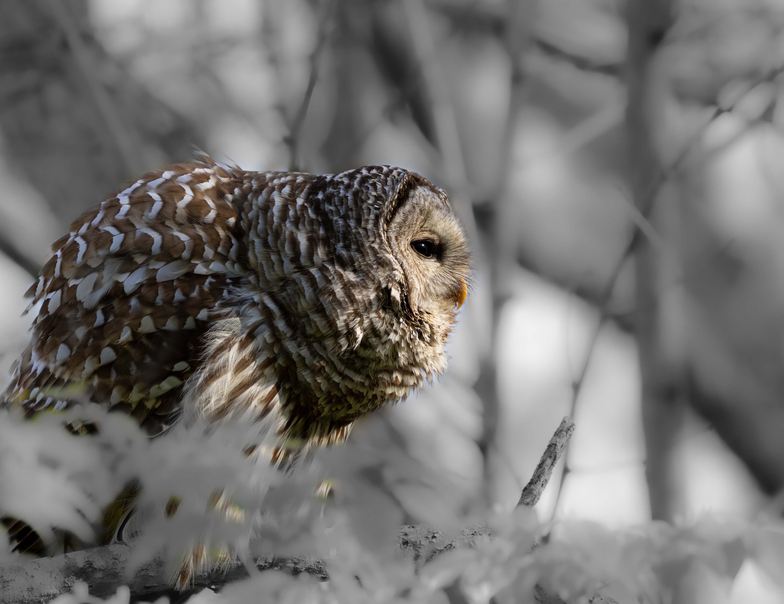 BarredOwl_BP2A9556_CROP.jpg