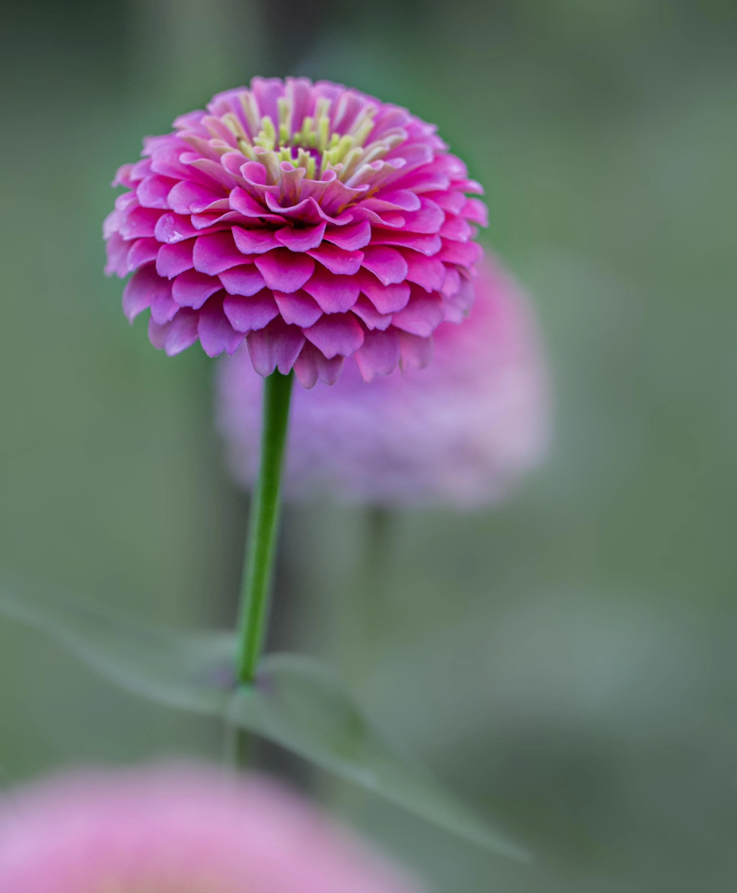 Magenta Double-flowered zinnia