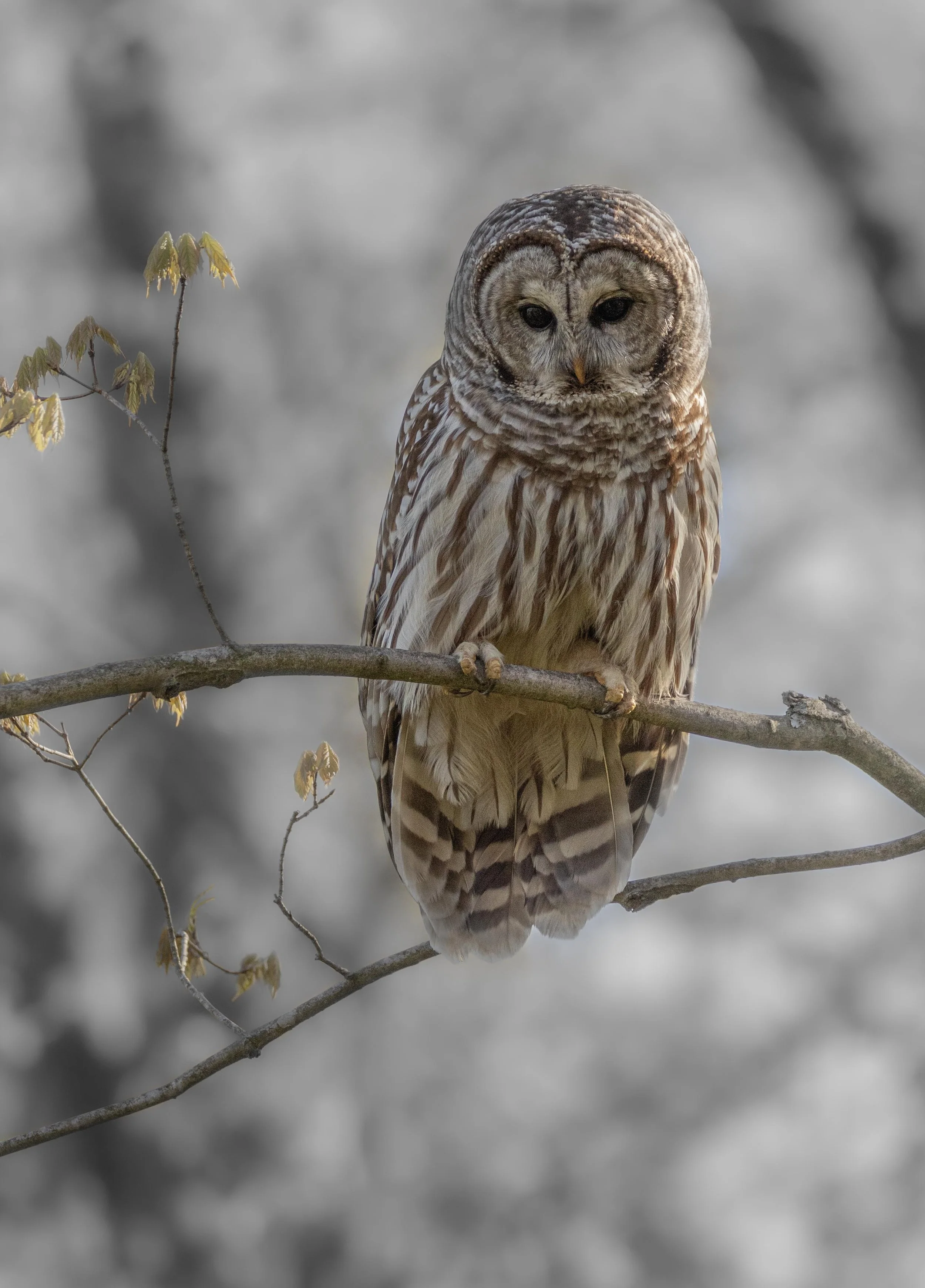 Barred Owl Overwatch